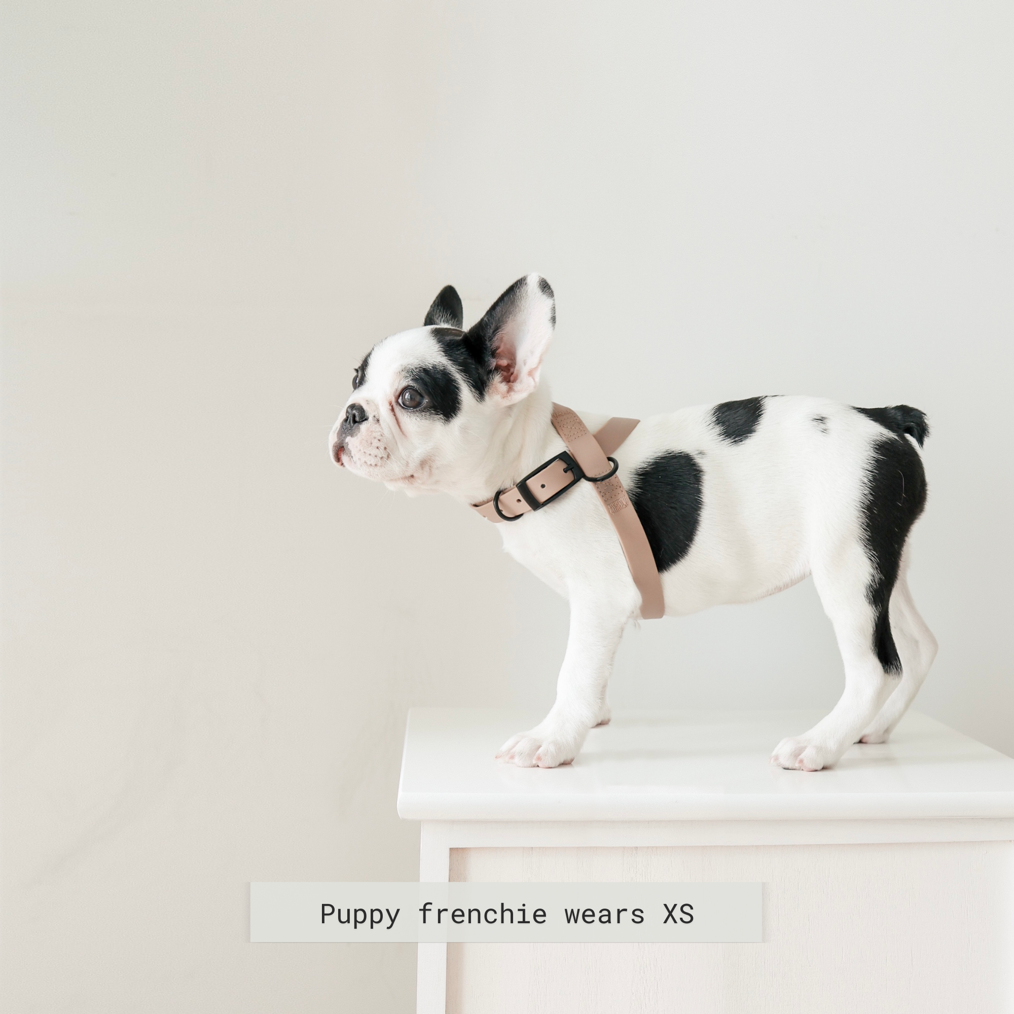 Black and white French Bulldog puppy wearing an extra small tan harness stands on a white surface.