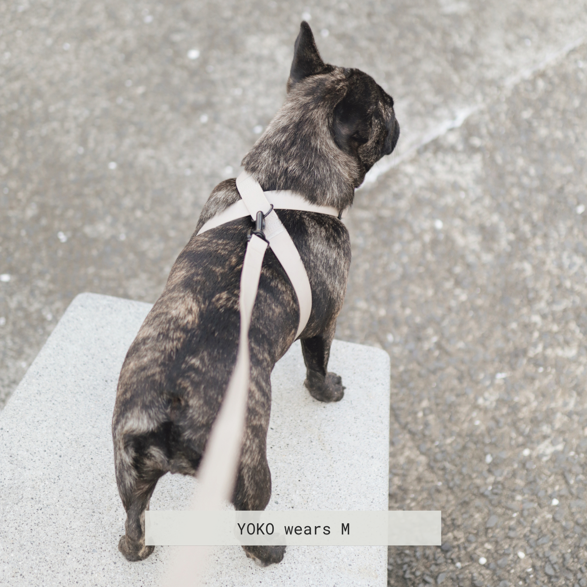 Brindle French Bulldog named Yoko models a beige dog harness while standing on a concrete step.