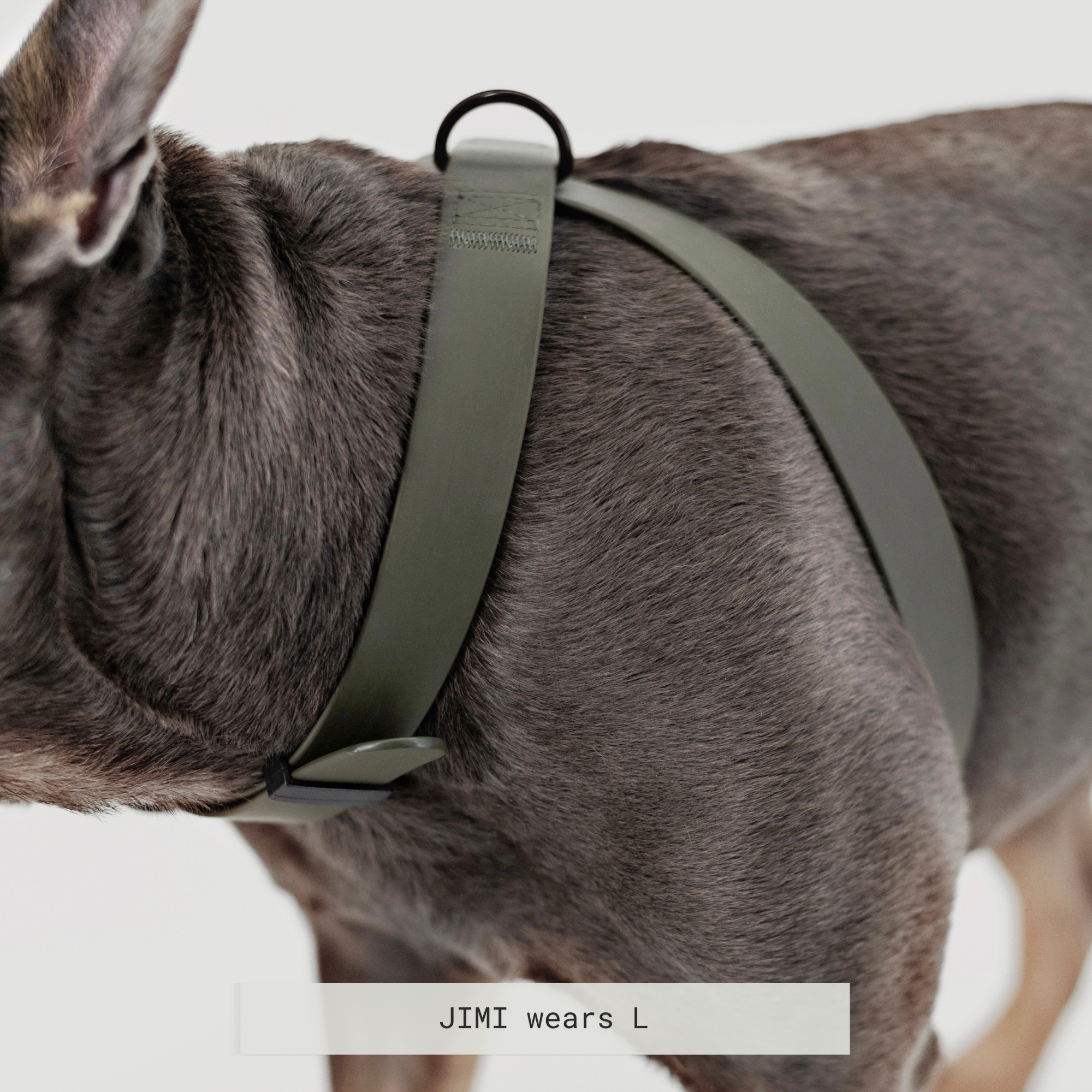 Gray dog models an olive green dog harness with a metal D-ring.