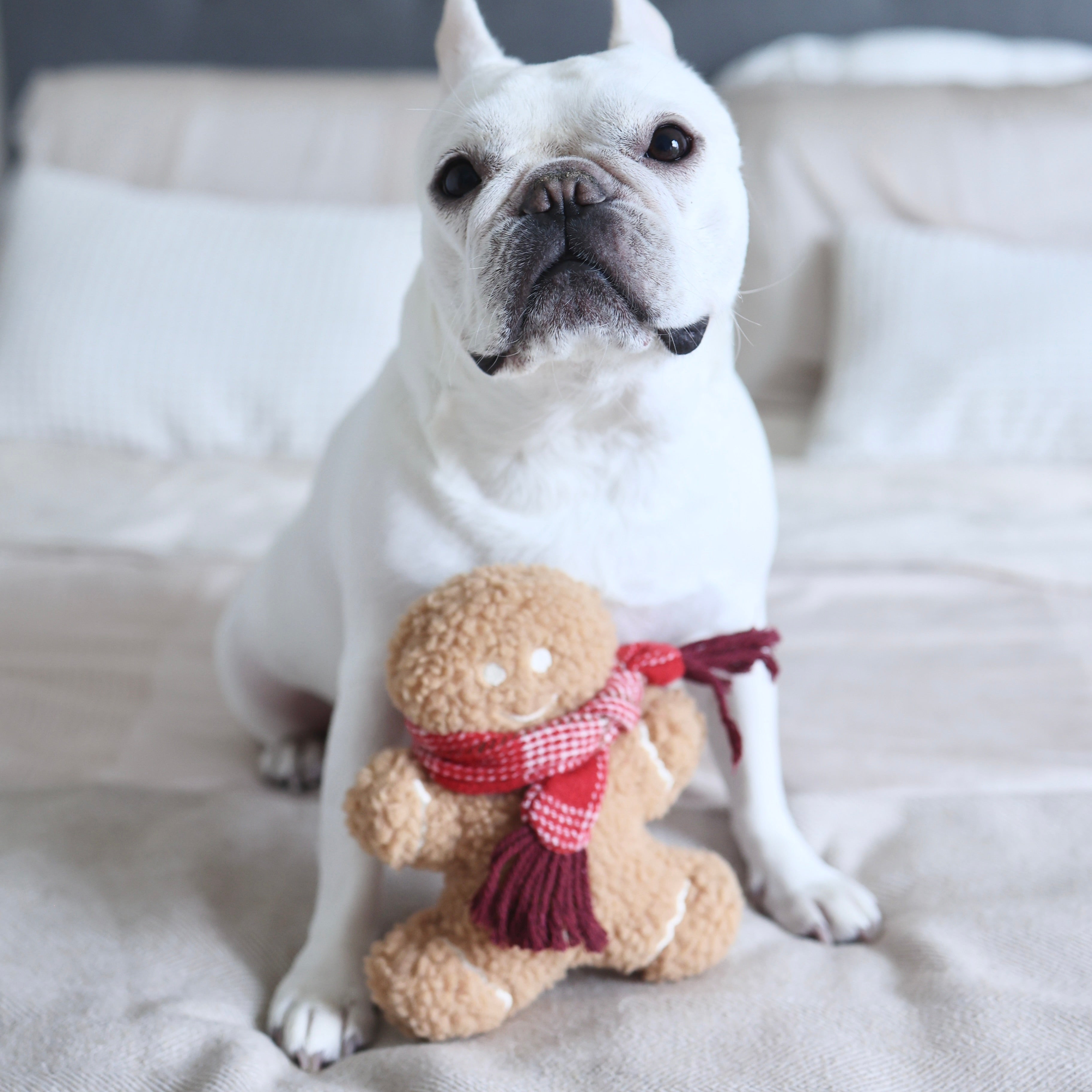 MISTER GINGERBREAD
