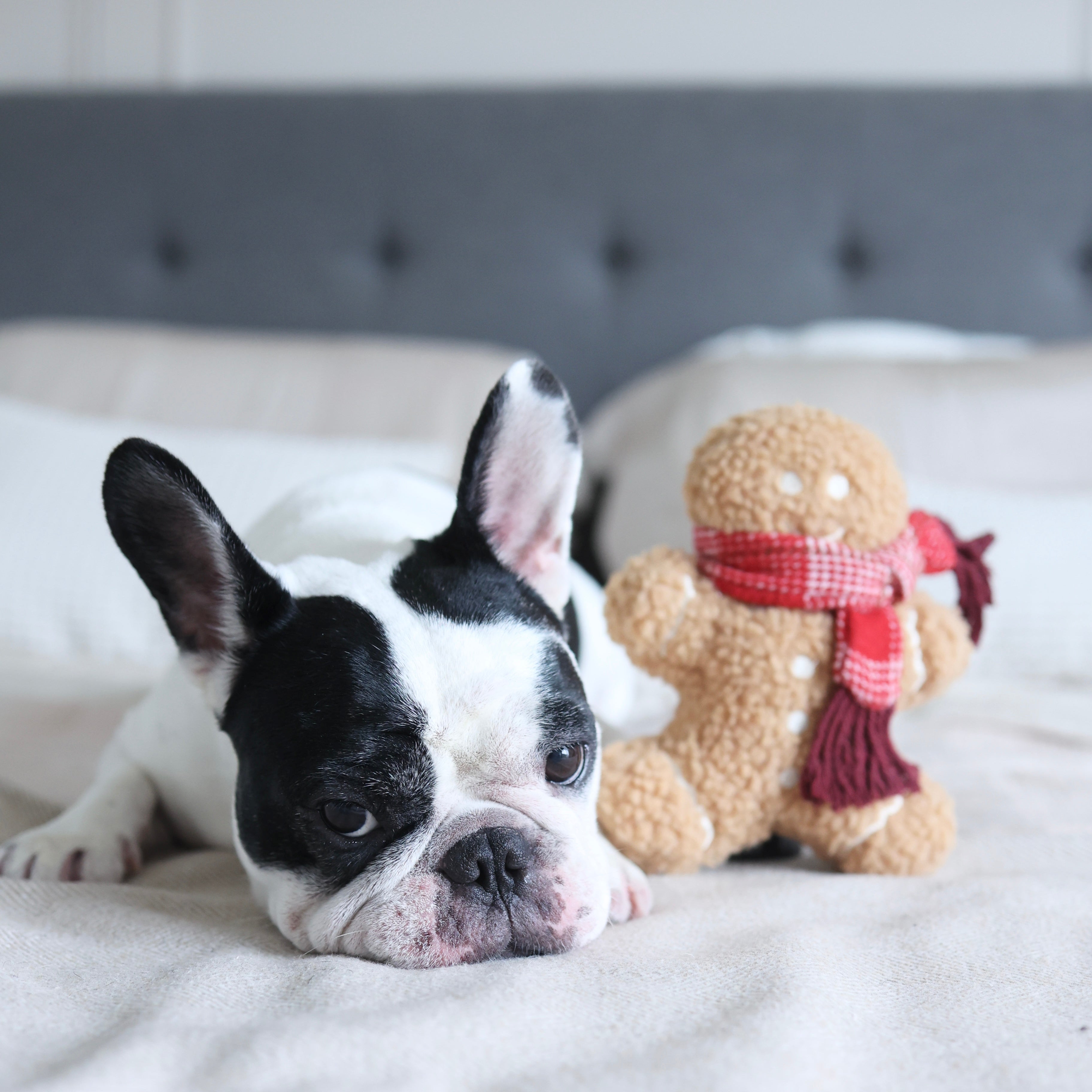 Dog lying on a bed next to a teddy bear wearing a scarf