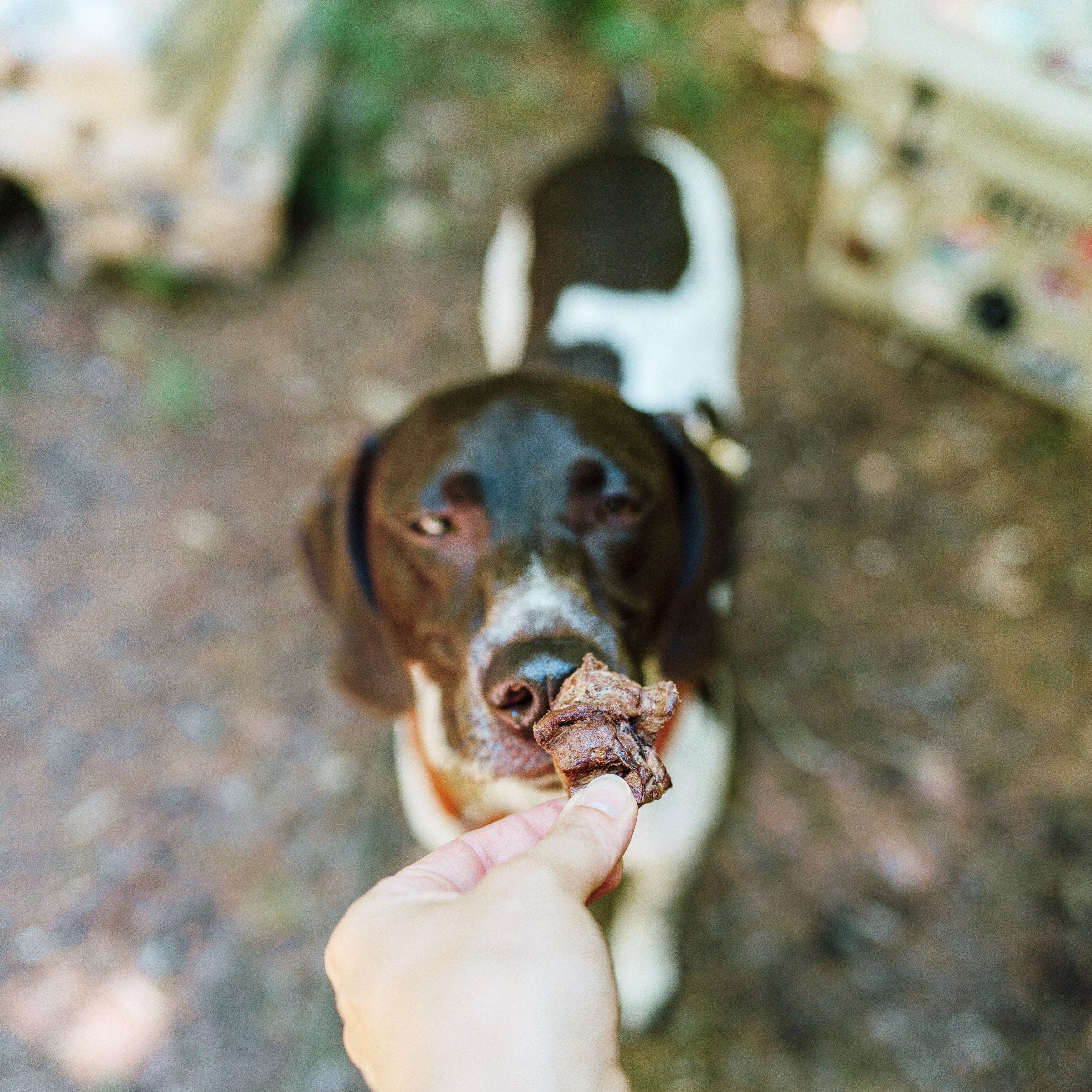 Bison Kidney Dog Treat Made in USA