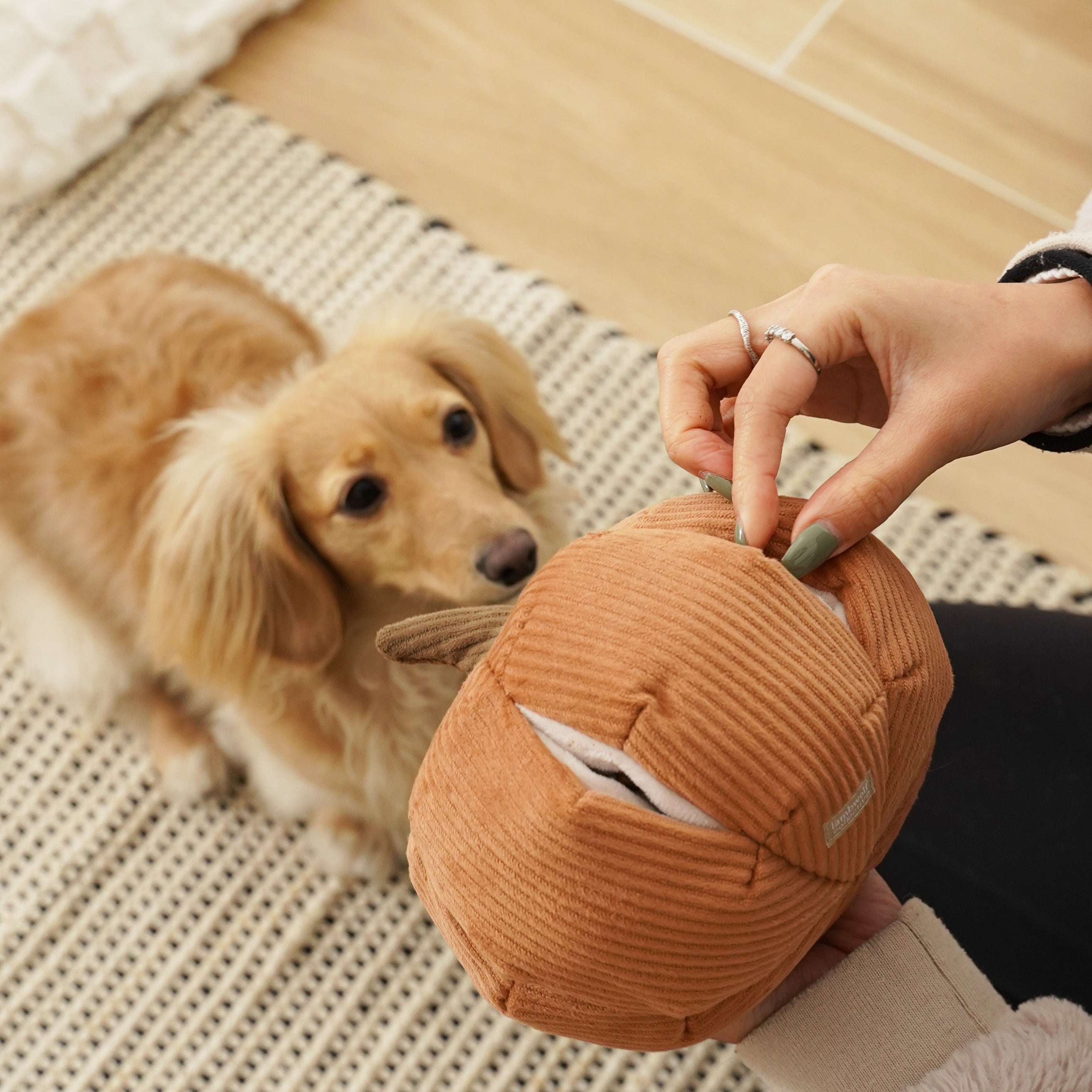 Woman opens a corduroy shark dog toy as a curious dachshund watches.