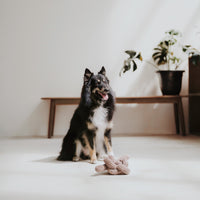 Black and tan Sheltie dog sits patiently on a white studio floor with a knotted toy.