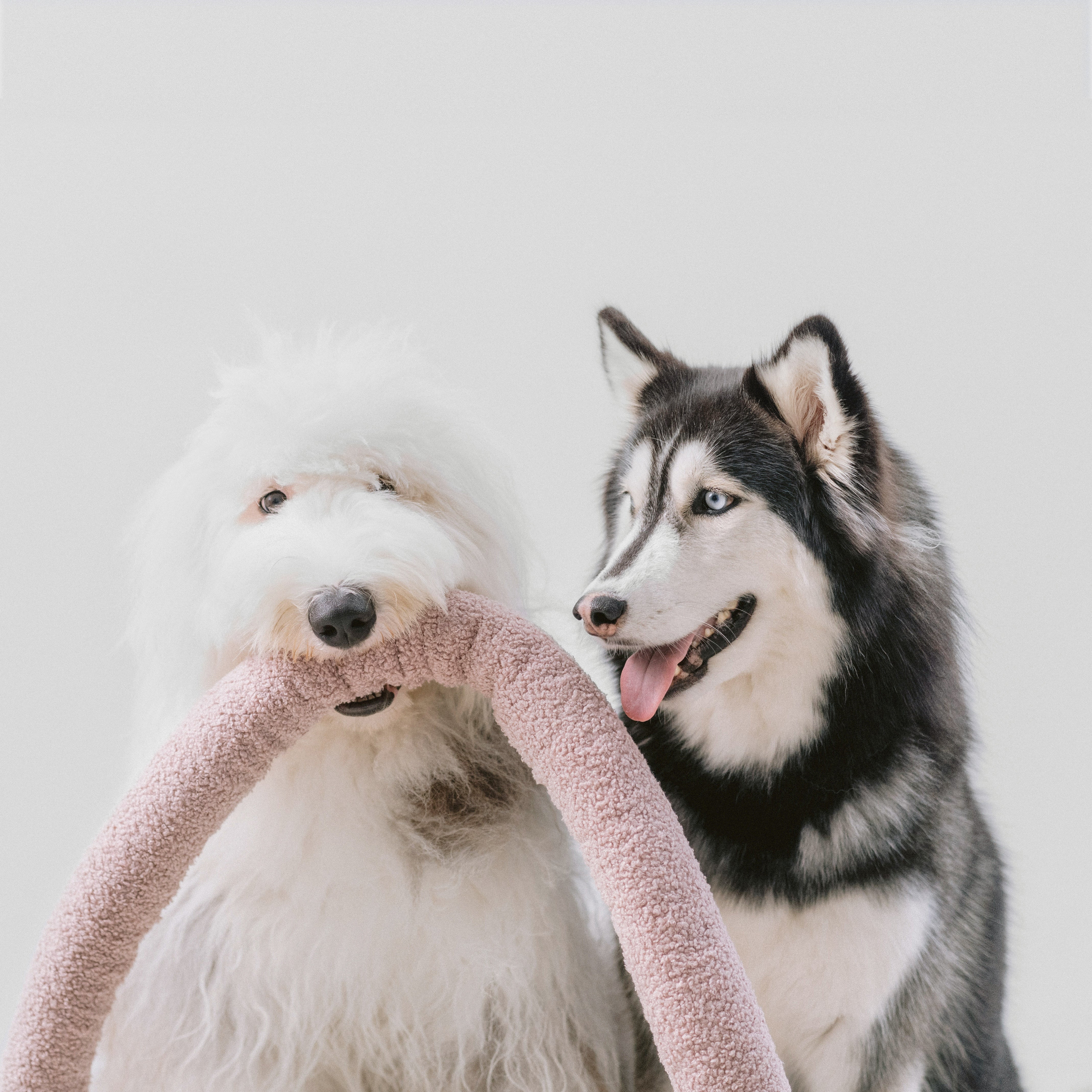 A fluffy white Old English Sheepdog and a Siberian Husky with bright blue eyes share a pink plush dog toy.