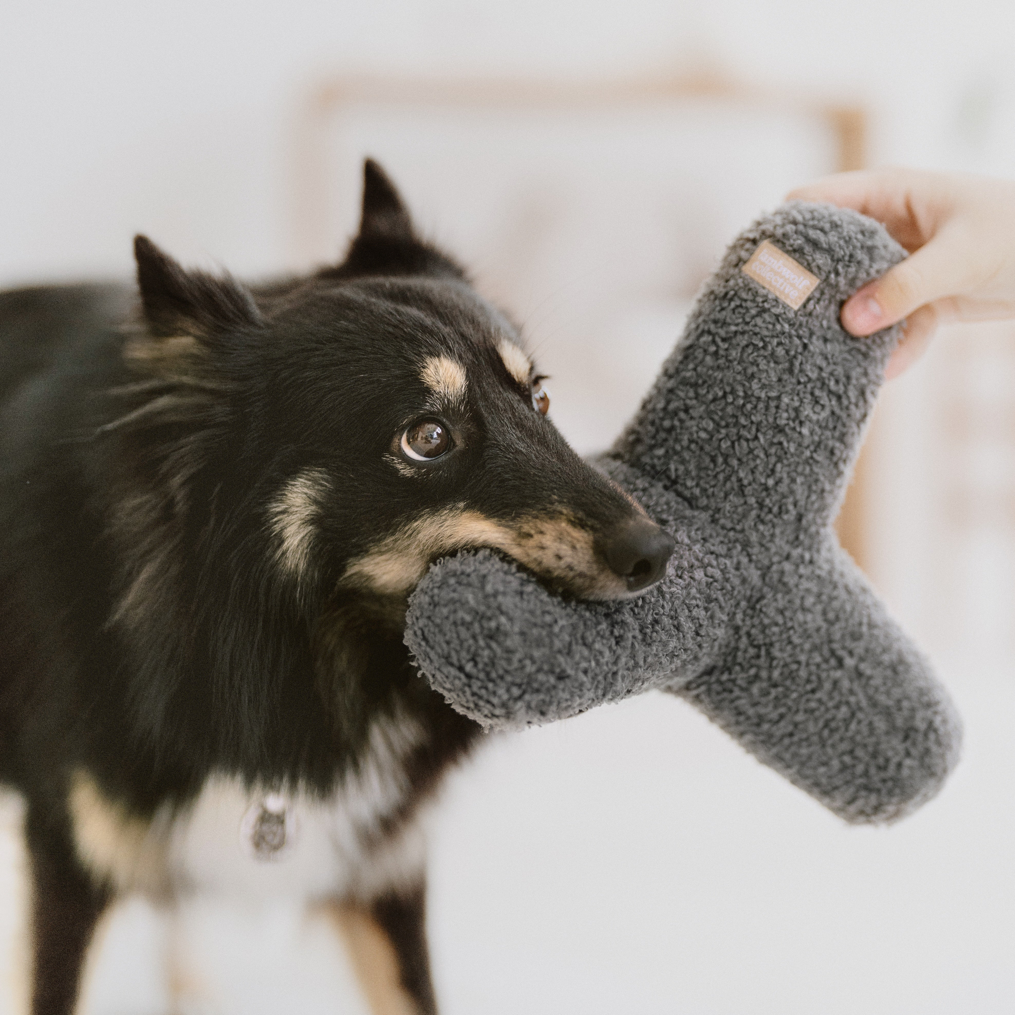 Black and tan dog bites a gray plush dog toy. Hand holds the other end of the toy.