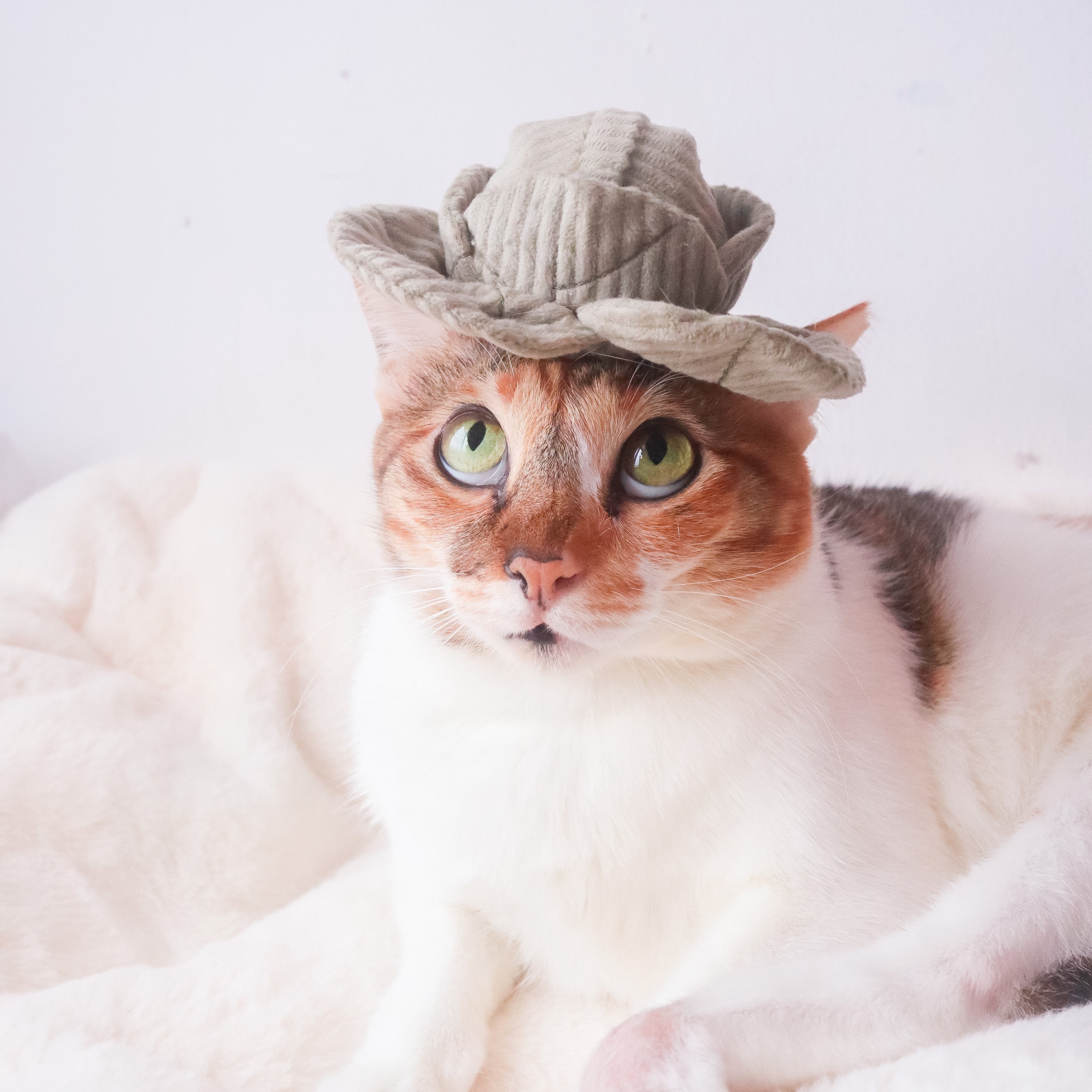 ENSEMBLE DE LÉGUMES POUR KITTY