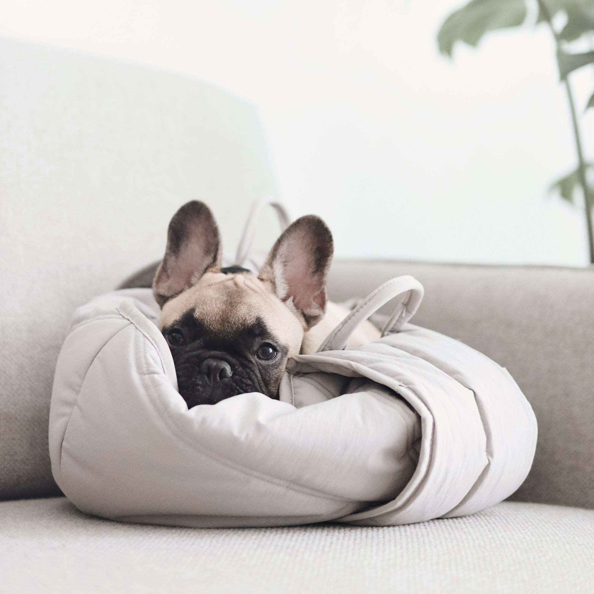 A French Bulldog puppy peeks out from a cozy, light gray dog bed on a white couch.