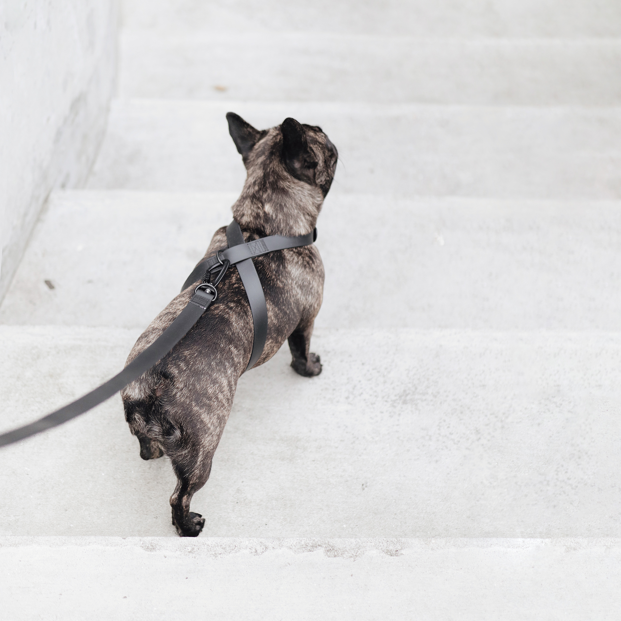 Brindle French Bulldog climbs concrete stairs with black leash and harness.