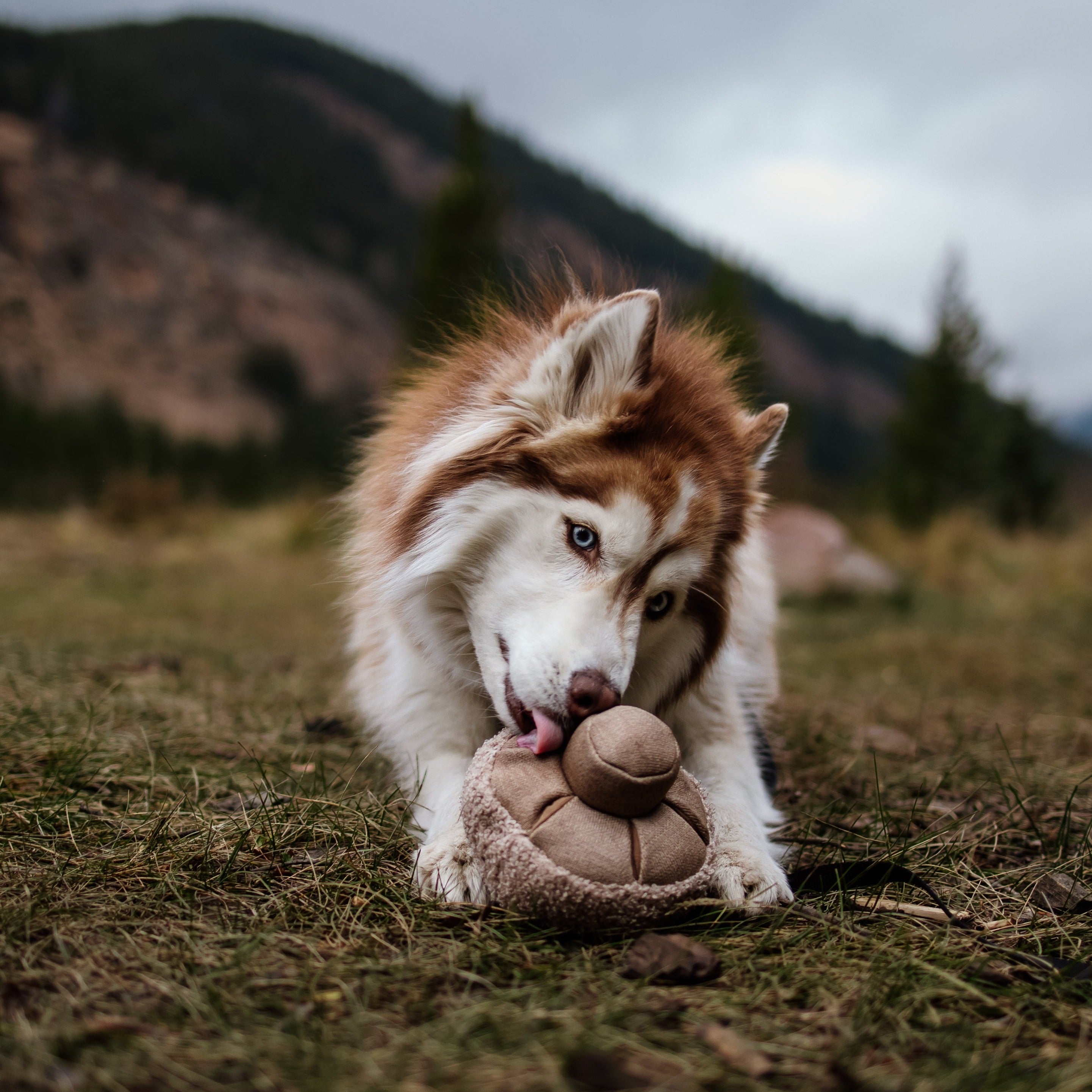 A playful Husky puppy licks a brown, textured dog toy in a grassy field with mountains in the background.