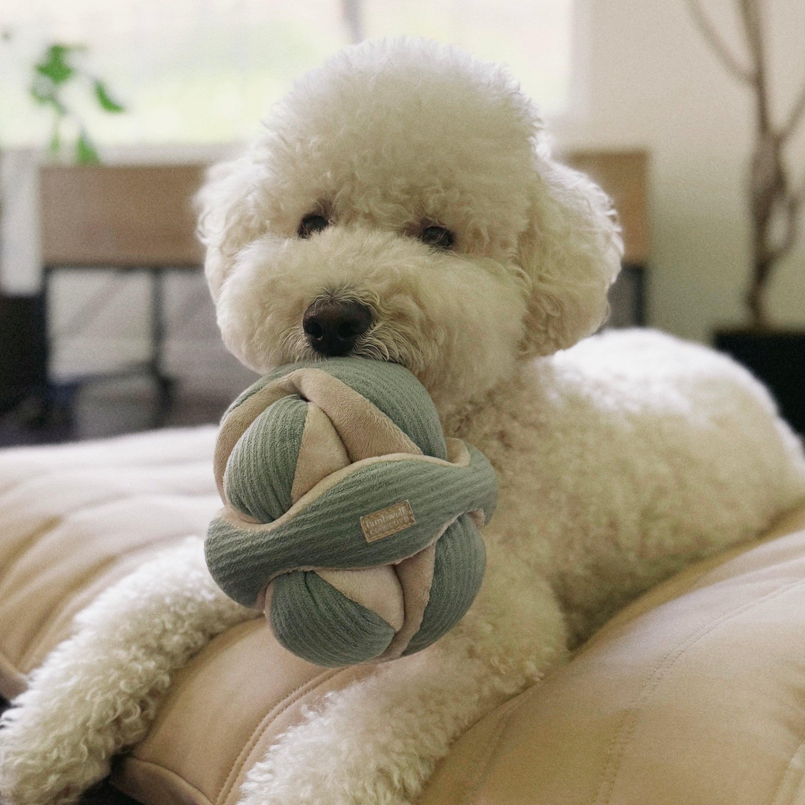 MONTI - Lambwolf Collective