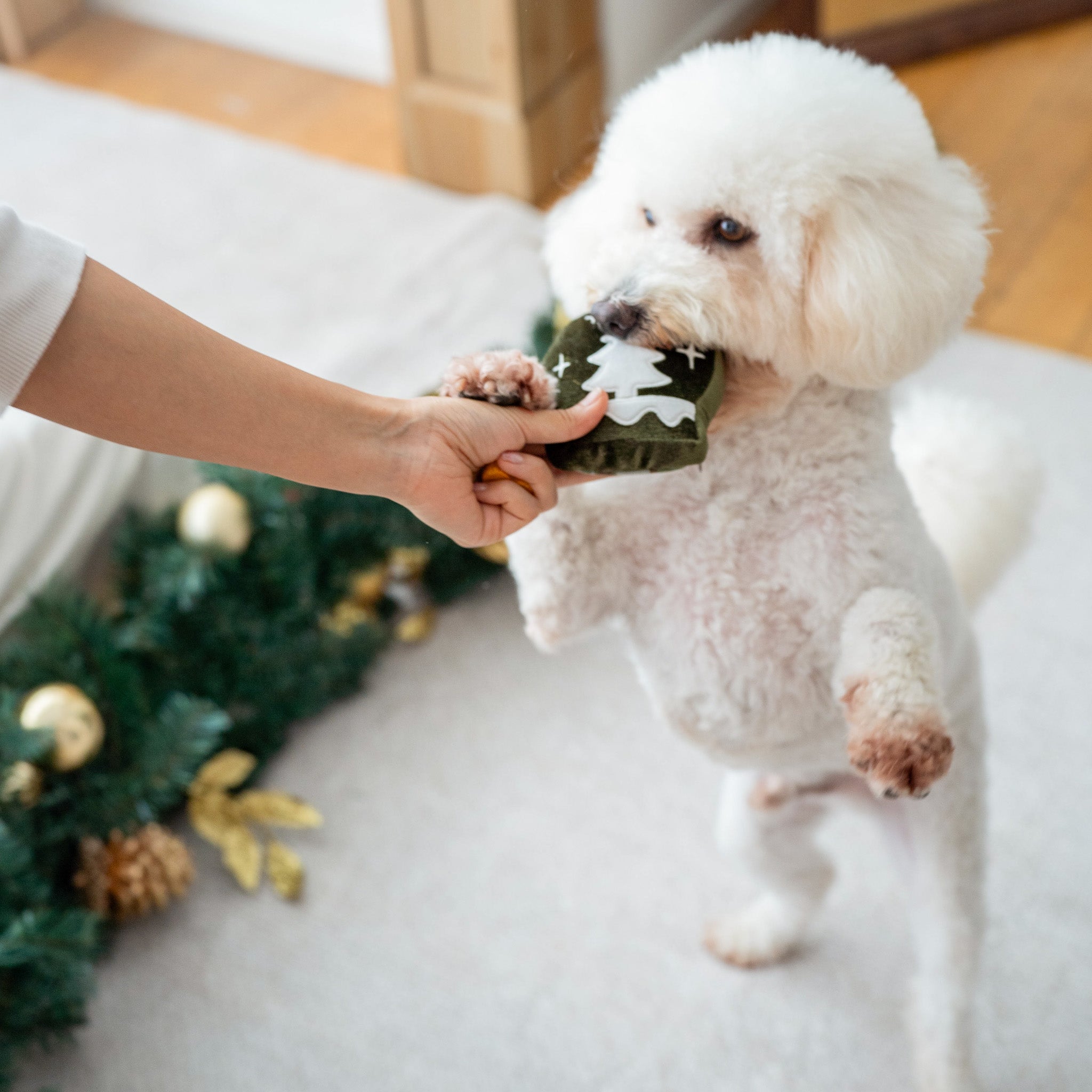 WINTER SNUFFLE COOKIES