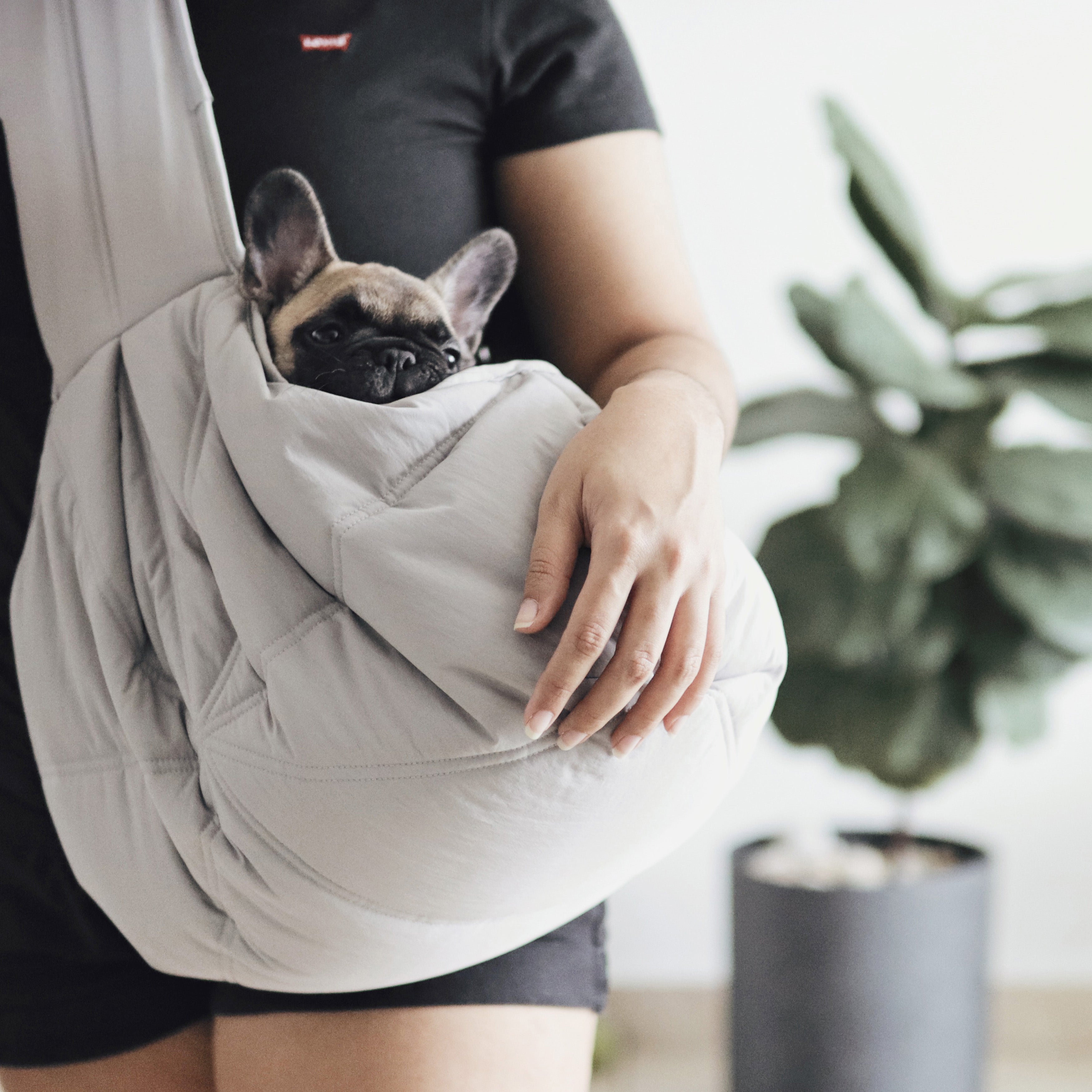 Woman carries a small, fawn-colored French Bulldog puppy in a light gray, quilted front carrier.