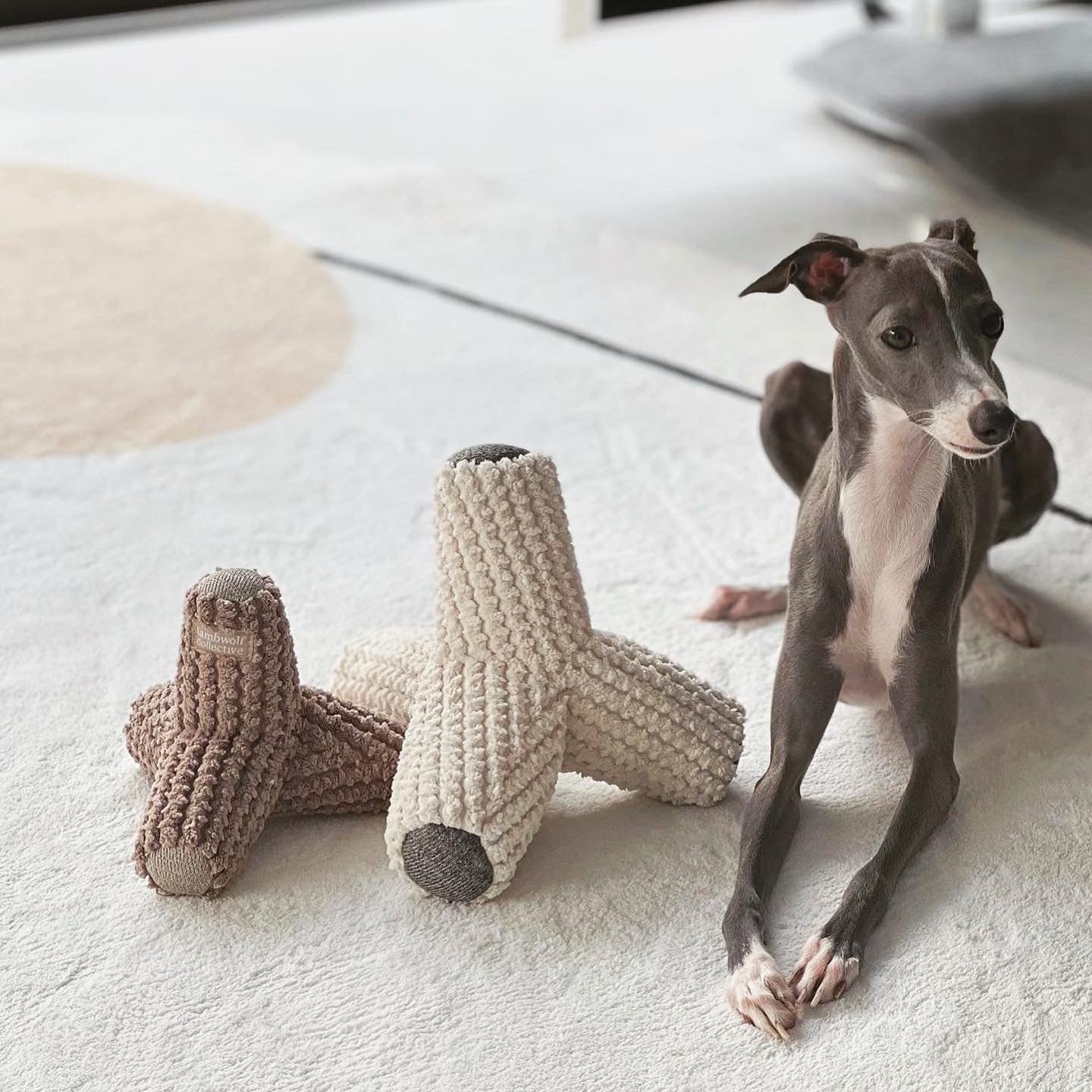 A sleek Italian Greyhound relaxes on a cream rug with two plush, bone-shaped dog toys.