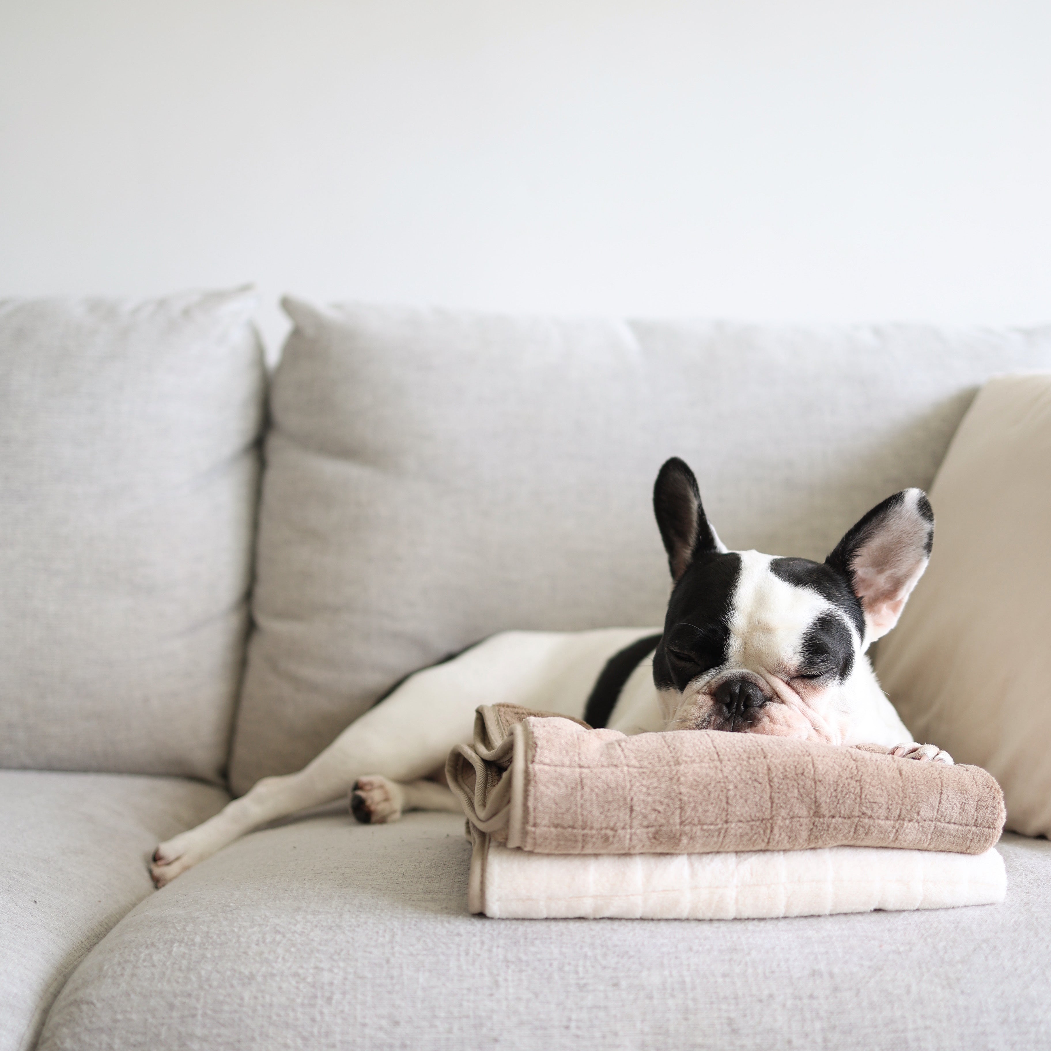 Dog Towel Dog Cleaning Accessroies