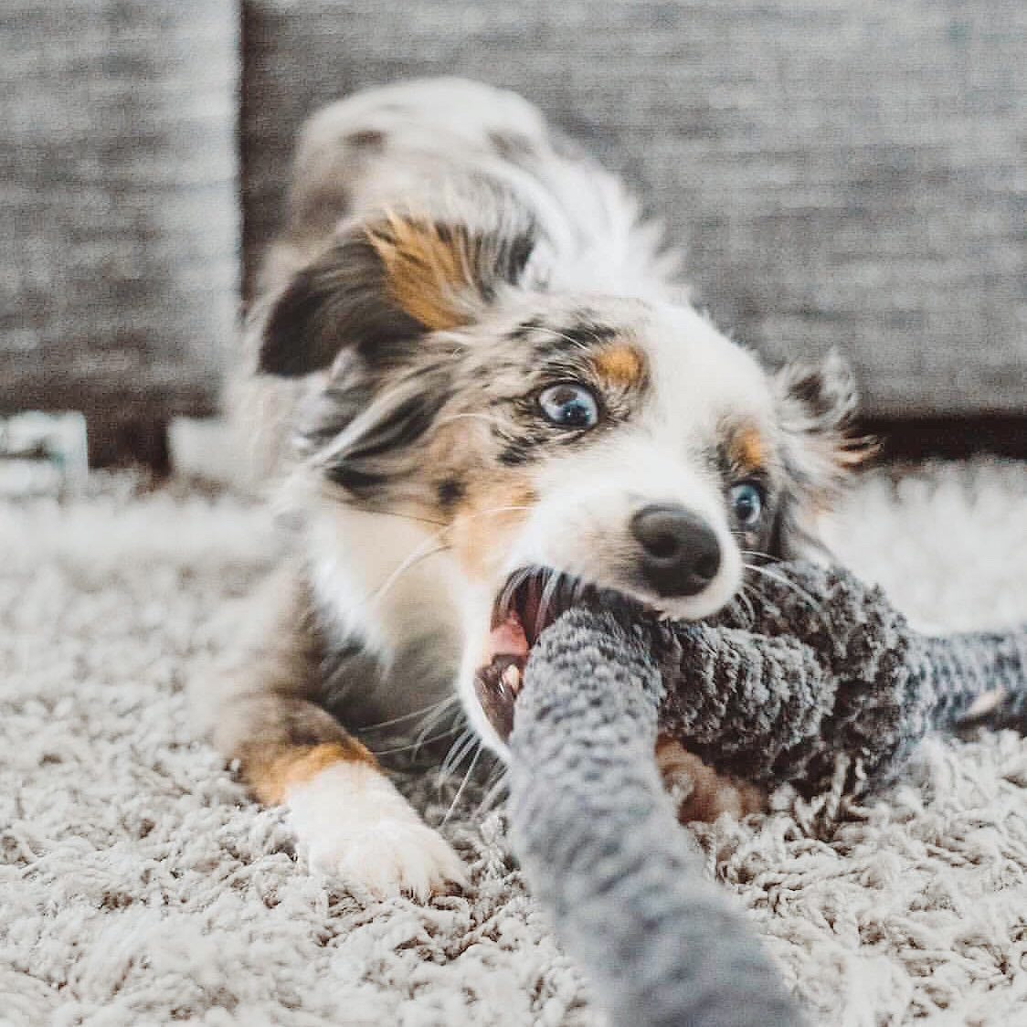 Playful Australian Shepherd puppy bites a plush rope toy on a soft rug.
