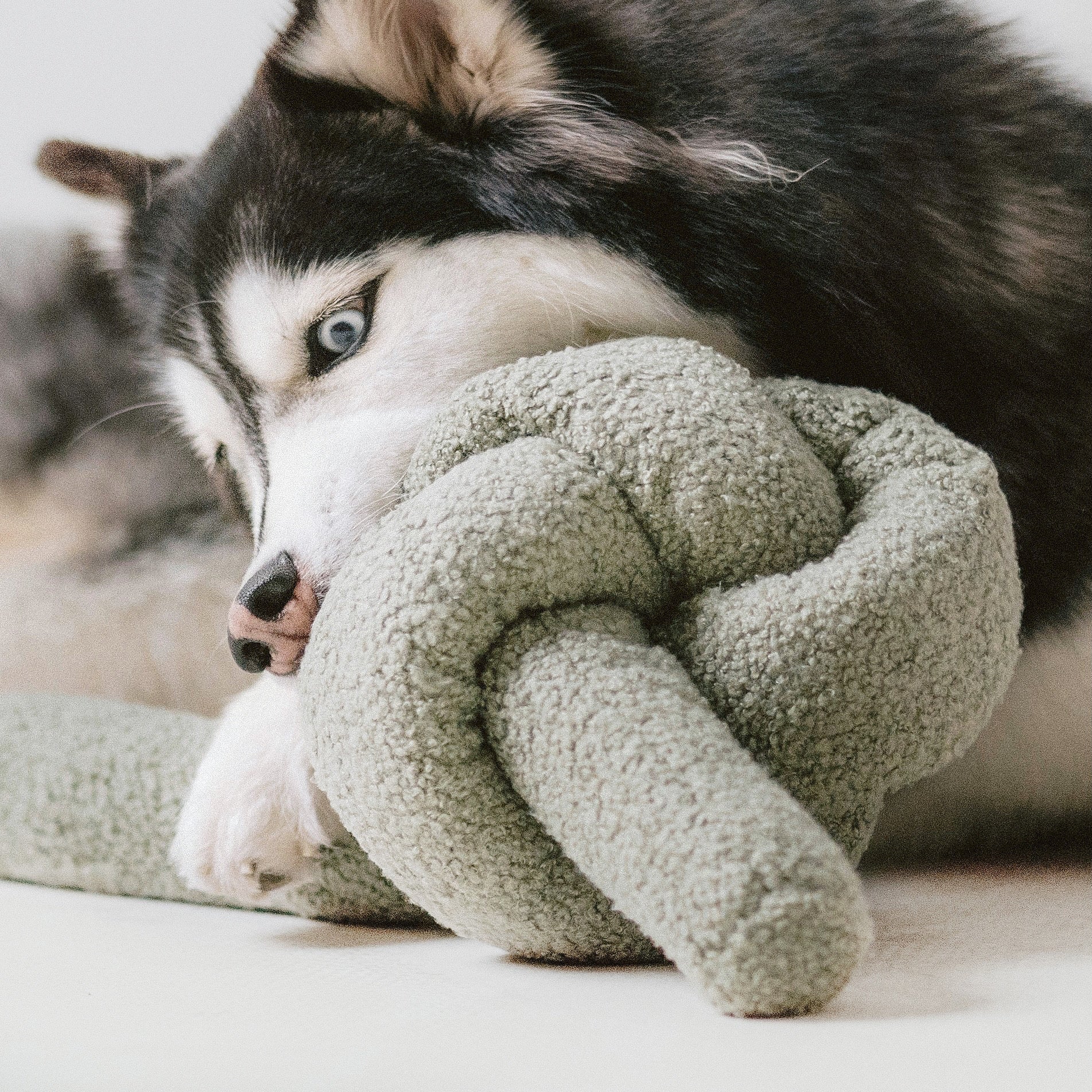 Black and white husky cuddles a soft, knotted, sage-green dog toy.
