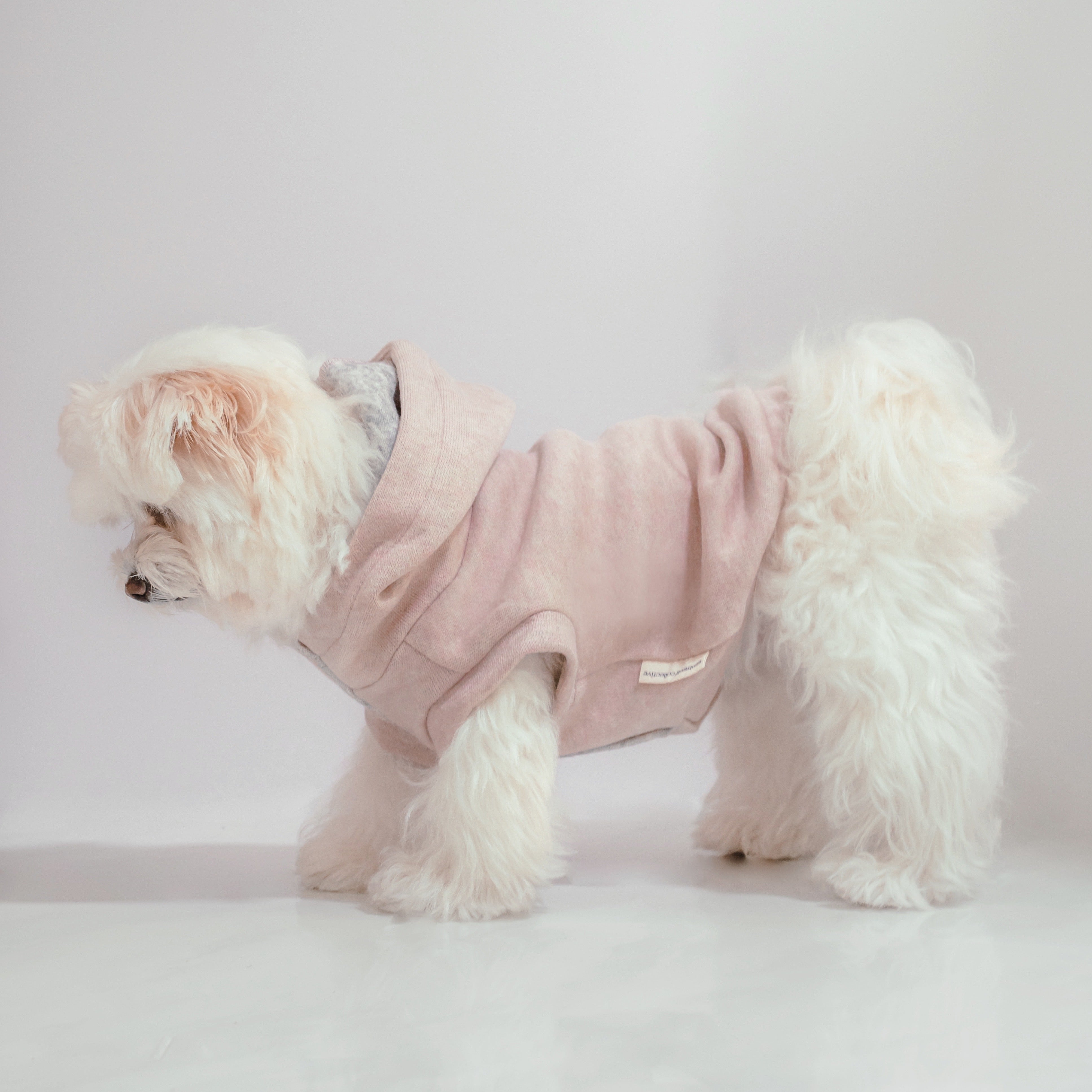 caption_Maltipom 8lbs / 3.6kg in M