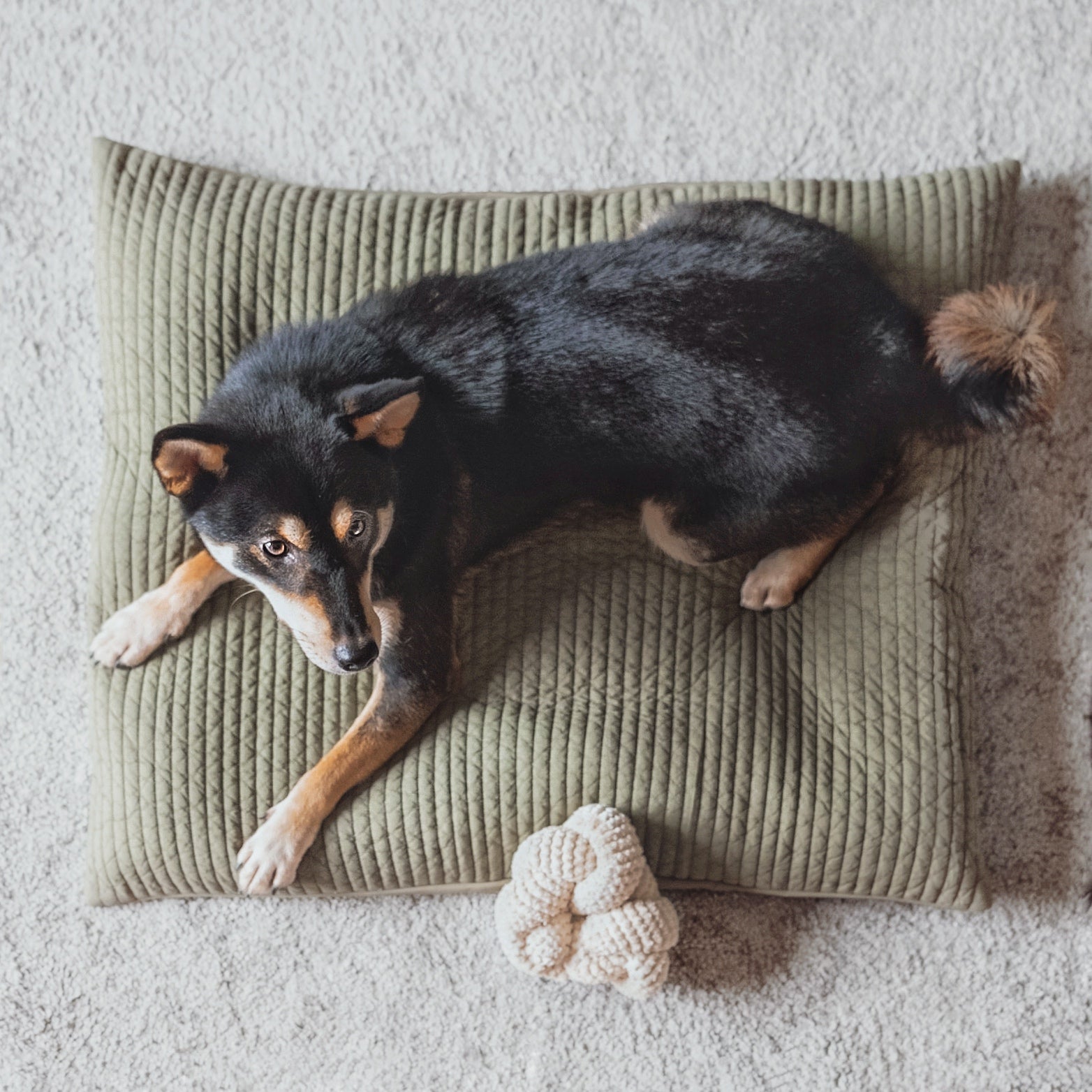 Black and tan Shiba Inu dog rests on a green quilted pet bed.