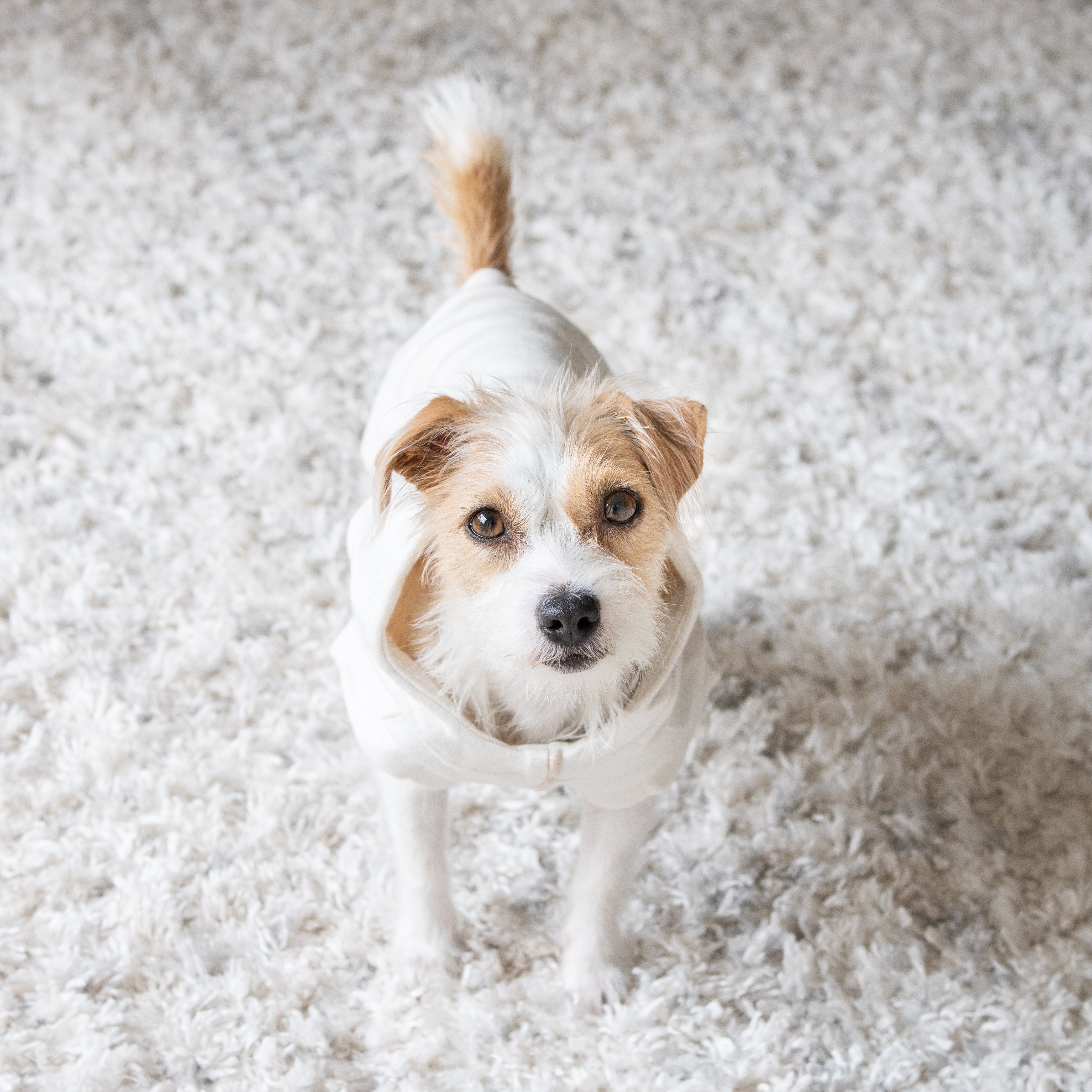 caption_Jack Russell Terrier 11lbs/ 5kg in M