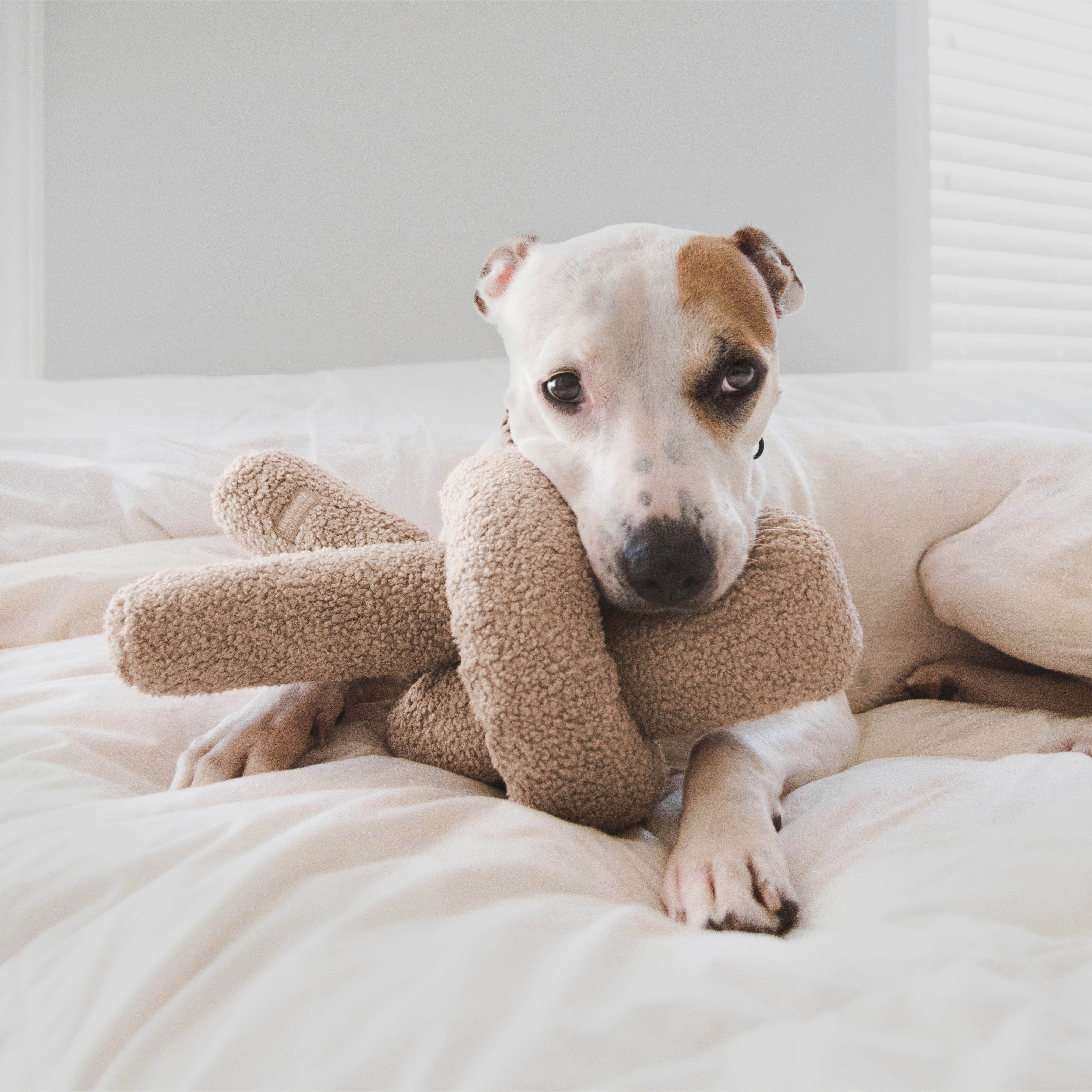 White and tan dog chews a fluffy brown teddy bear toy on a white bed.