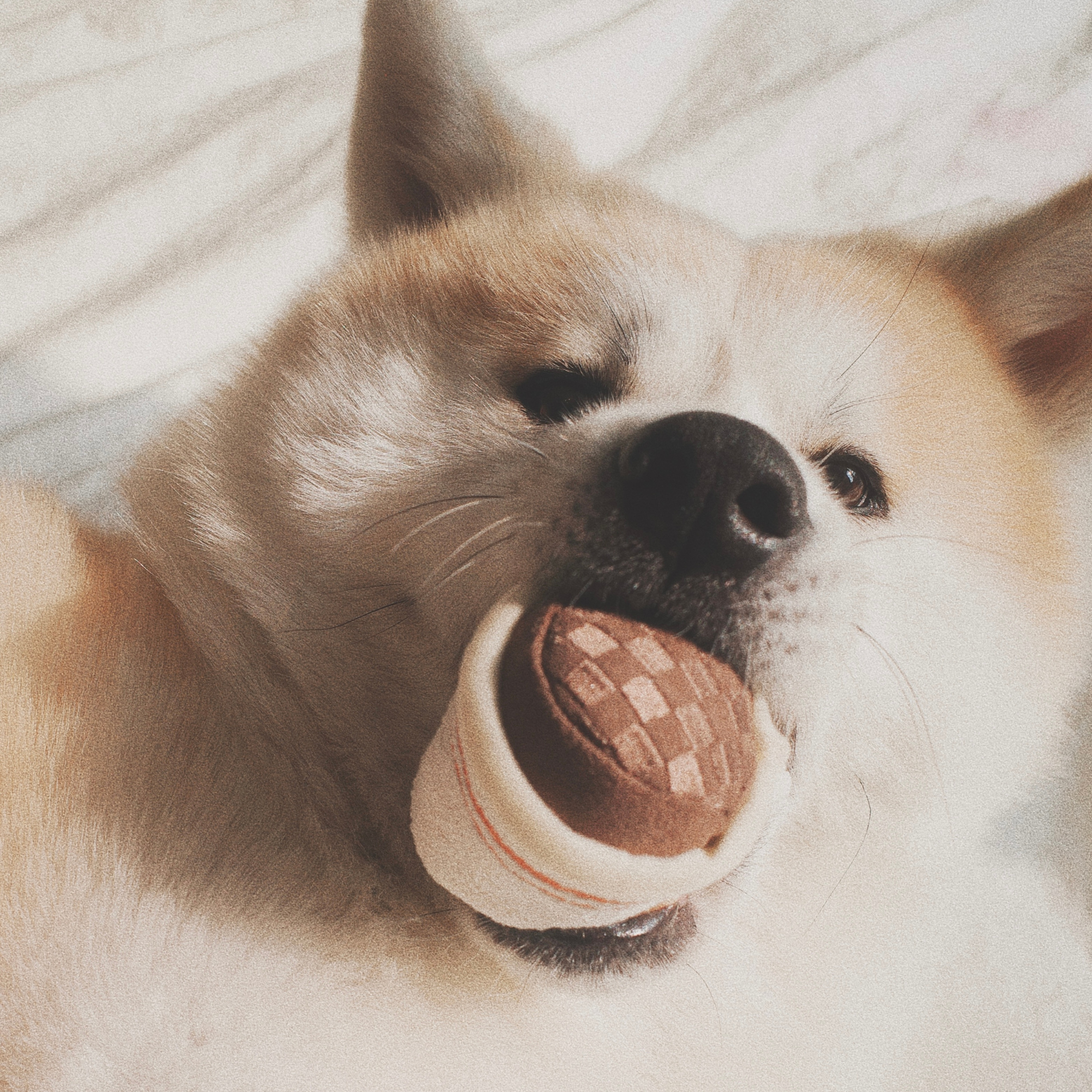 EXPRESSO POP - Lambwolf Collective