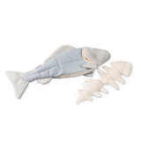 TROUT
