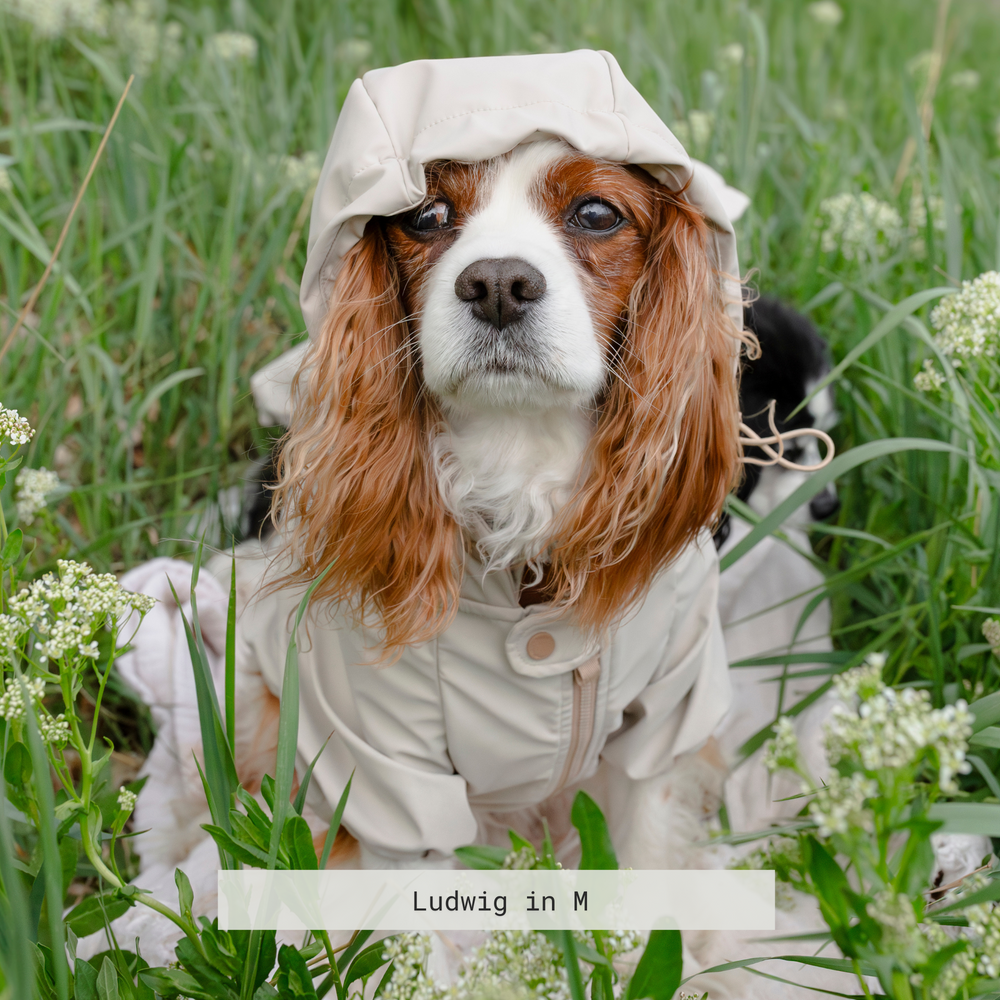 BRIGHTON - Dog Clothes | Dog Apparel | Dog Raincoat