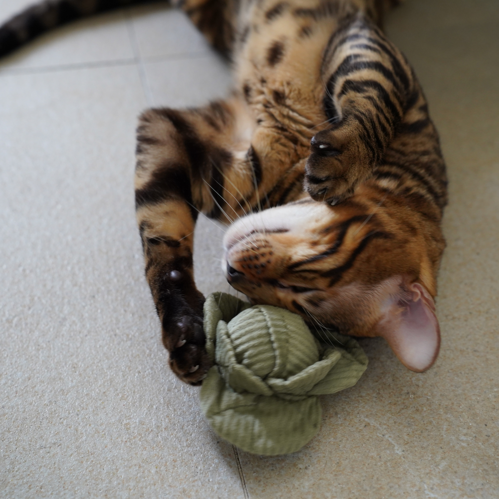 Kitty Veggie Set- Enrichment and Interactive Dog Toy | Puzzle Dog Toy