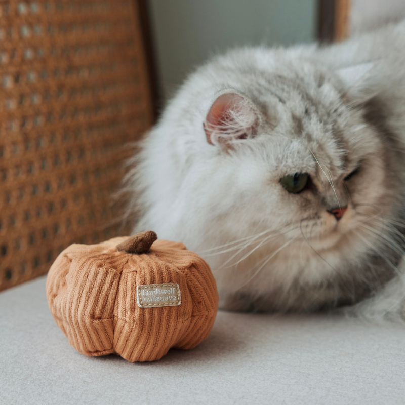 ENSEMBLE DE LÉGUMES POUR KITTY