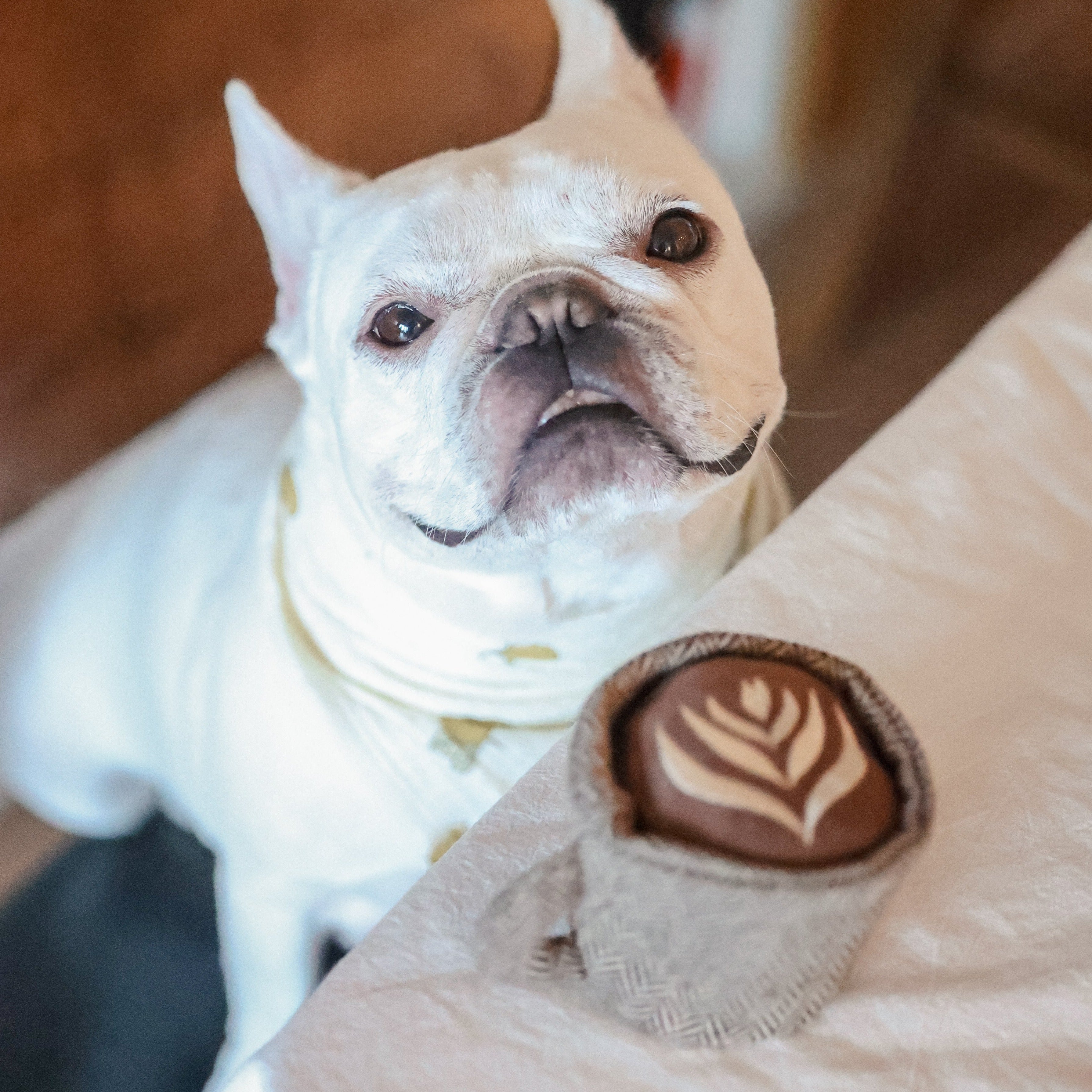 LATTE POP - Lambwolf Collective