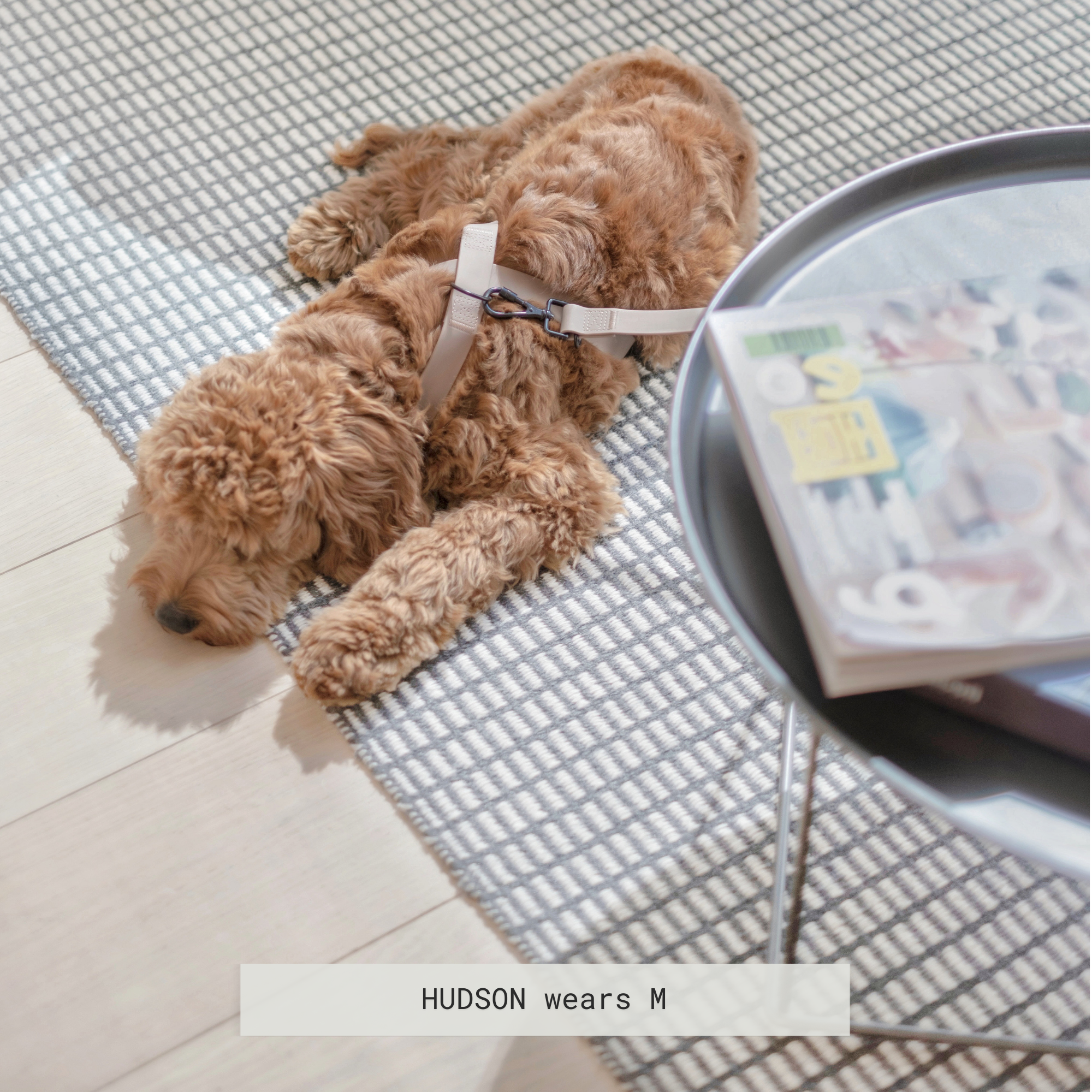 Golden doodle puppy, Hudson, relaxes on a gray and white patterned rug while wearing a beige dog harness. 
