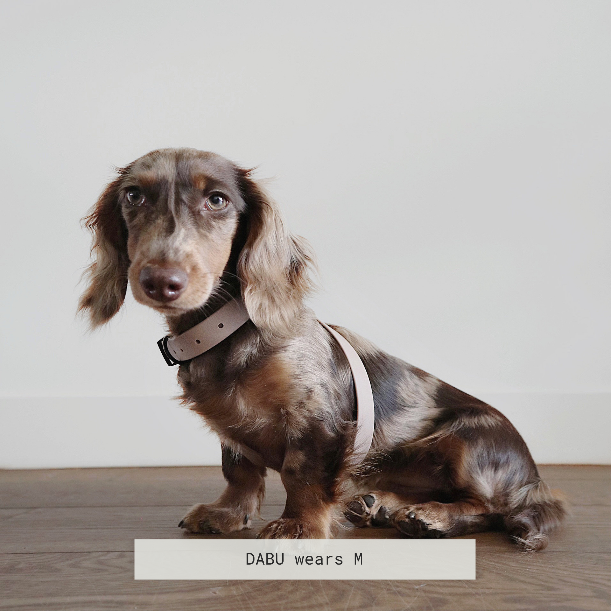 A brown and tan dachshund named Dabu sits on a wooden floor wearing a size medium light taupe dog harness. 

