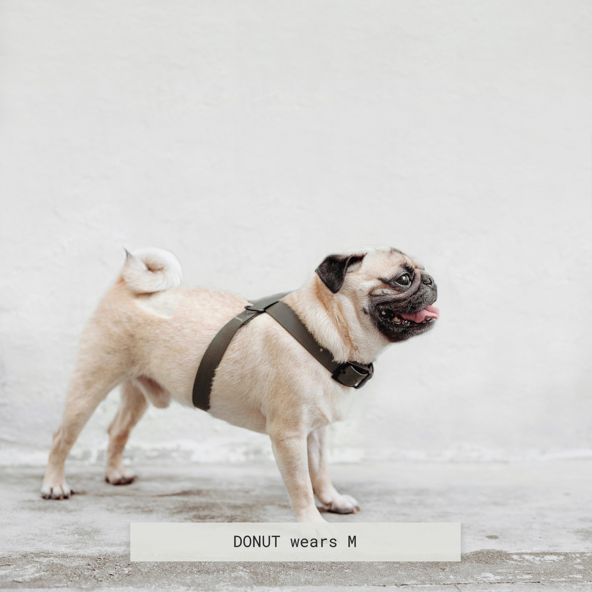 A fawn pug named Donut models a size medium olive green dog harness. Donut stands on a concrete surface with a white wall in the background, tongue out, looking to the side. 
