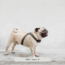 OTTO - Dog Harness | Dog Leash | Dog Collar – Lambwolf Collective