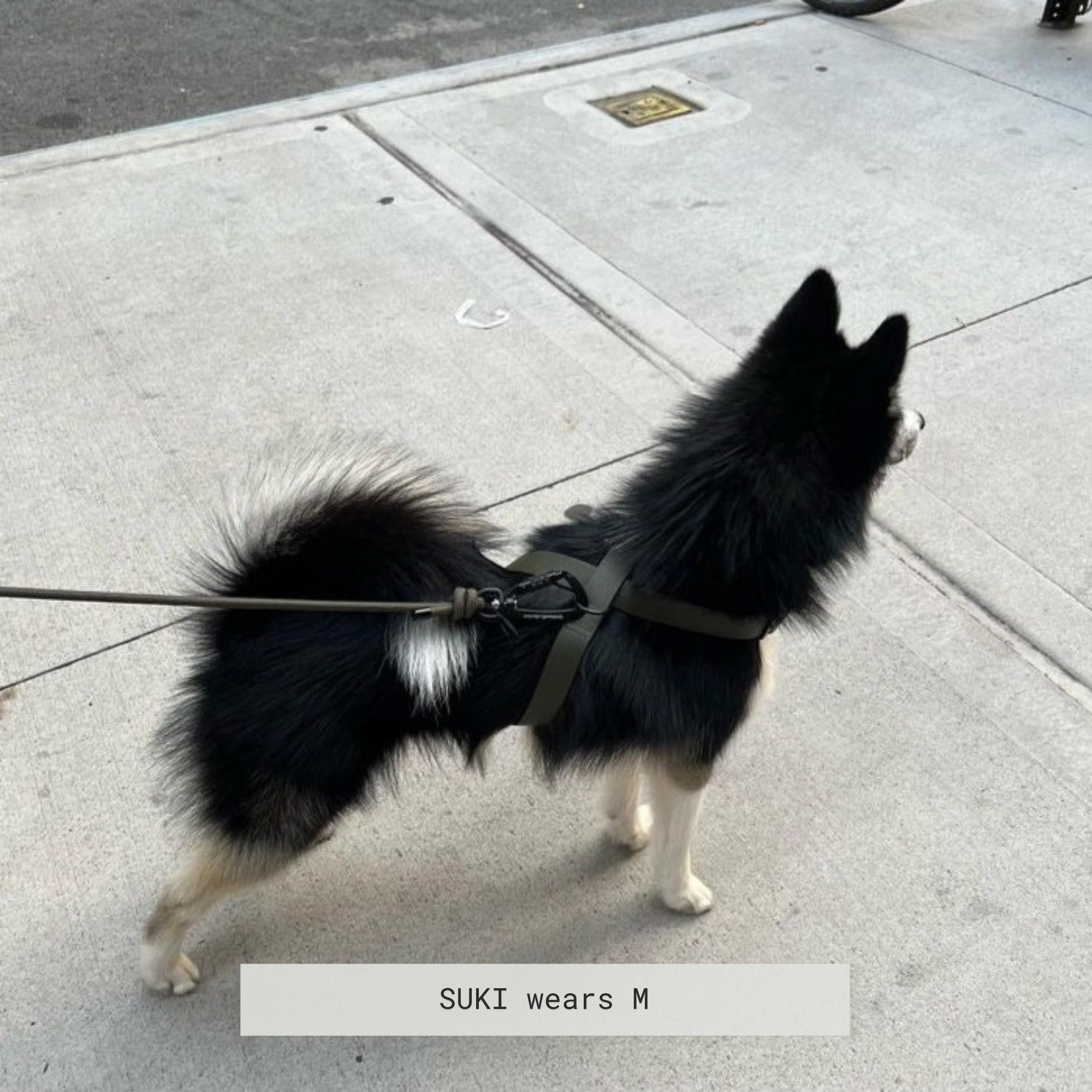 A black and white Siberian Husky named Suki wears a size medium green dog harness while standing on a sidewalk. 
