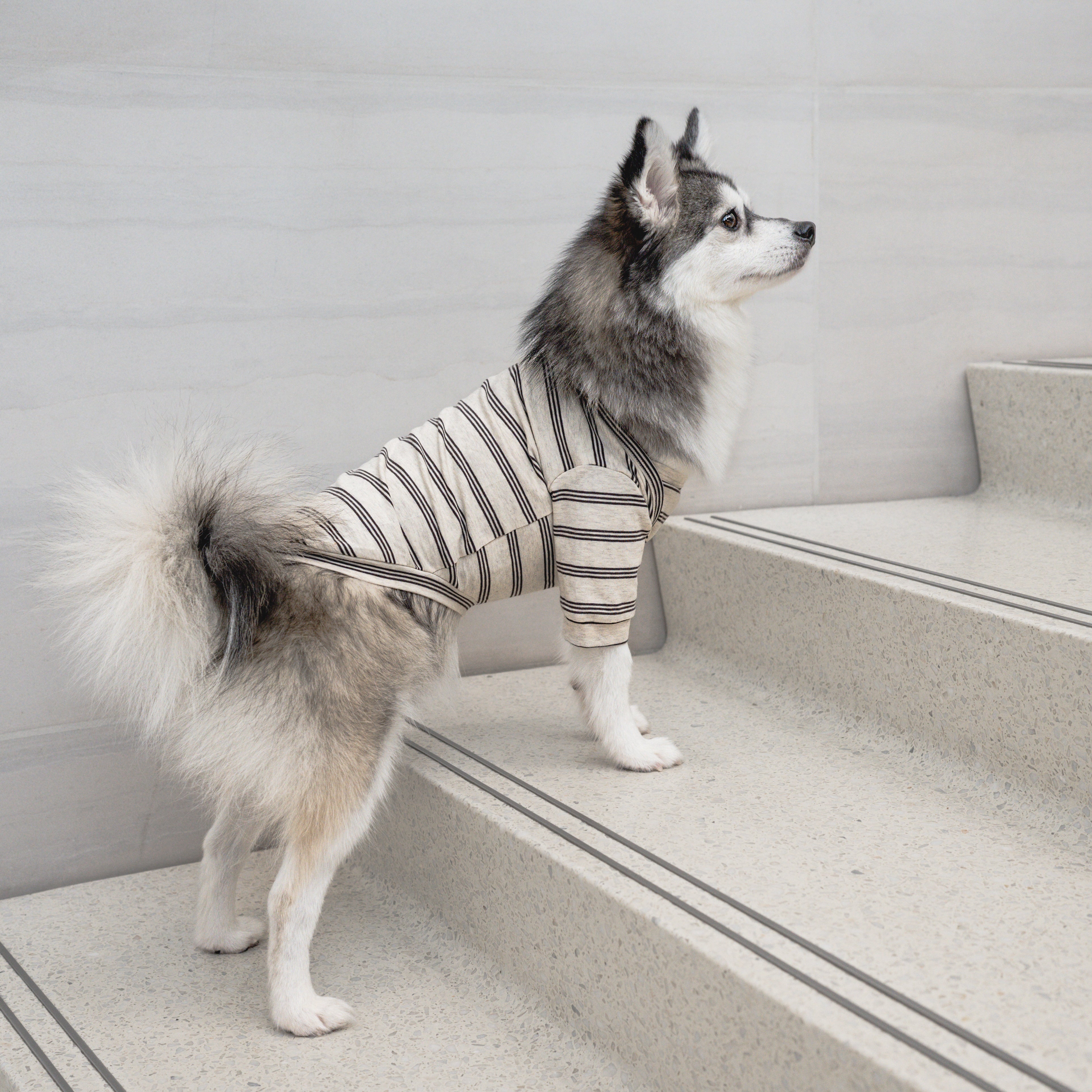 CHELSEA - Lambwolf Collective