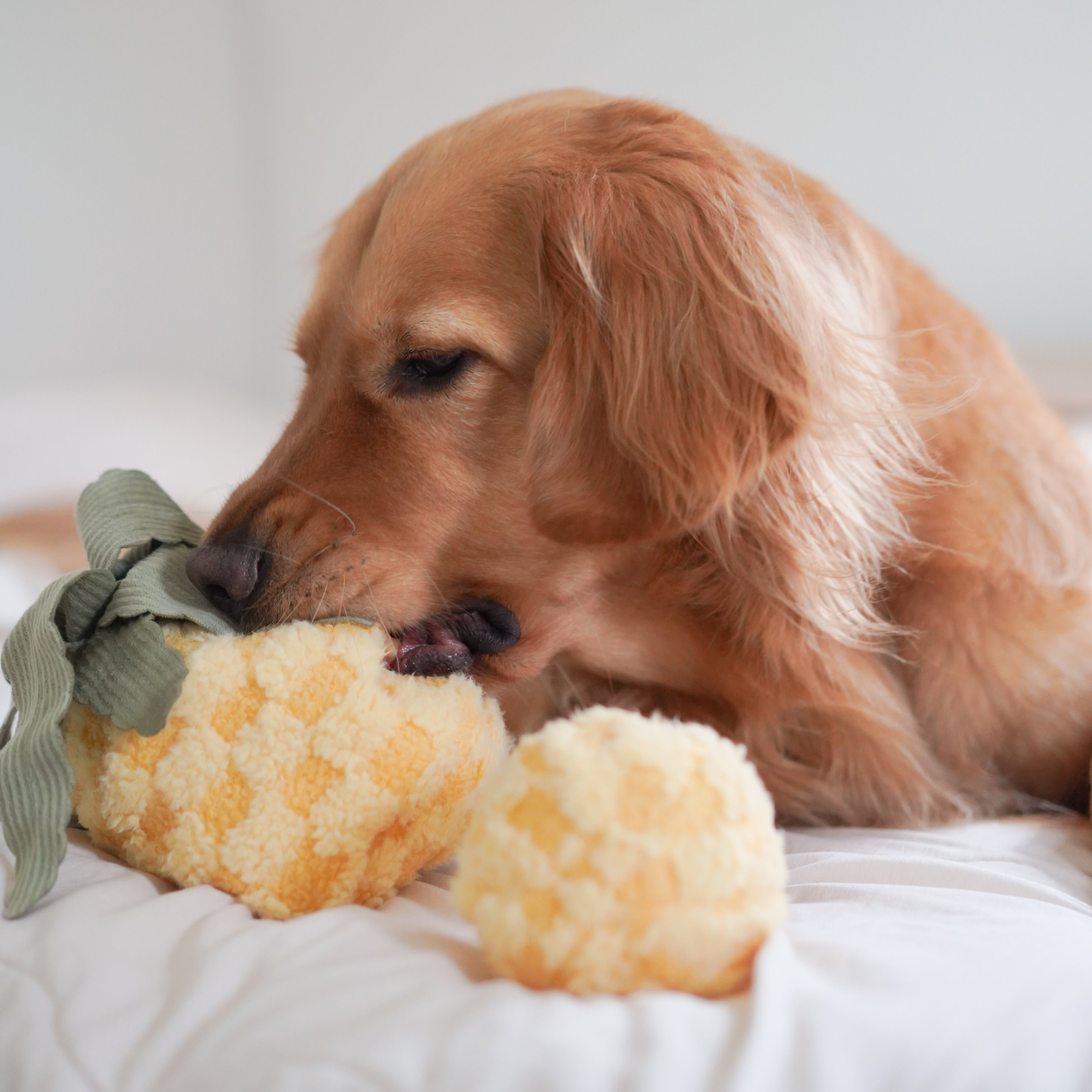 PINEAPPLE POP - Lambwolf Collective