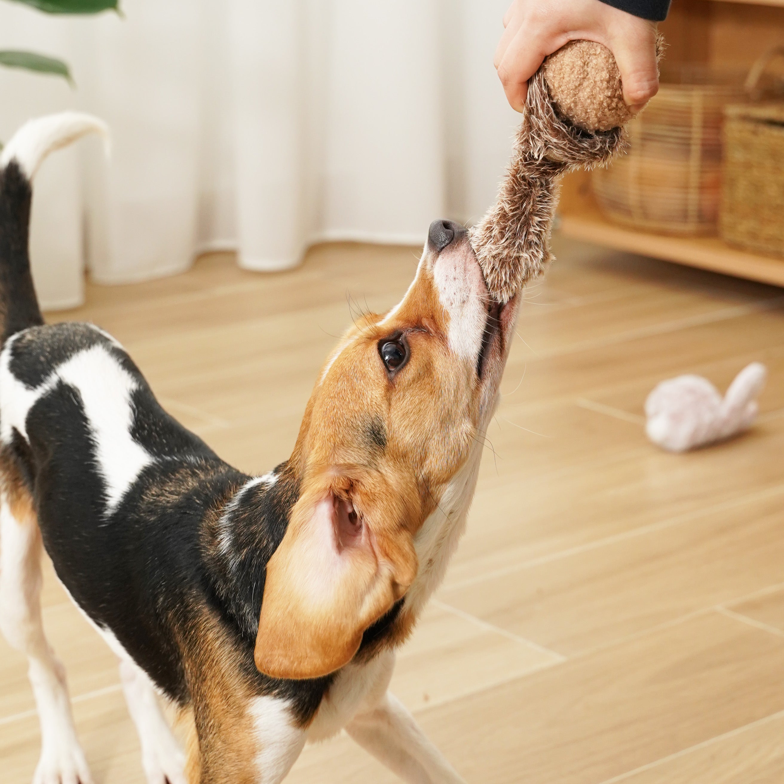 Playful Beagle puppy tugs on a fluffy dog toy held by a person. 
