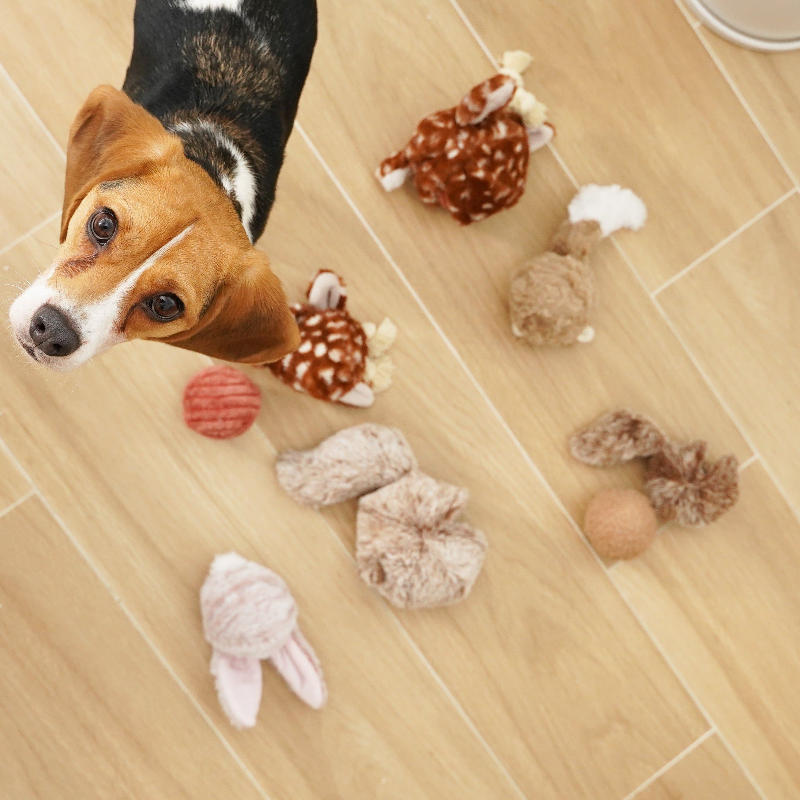 A Beagle puppy sits patiently on a hardwood floor, surrounded by a playful assortment of plush squeaky toys. 
