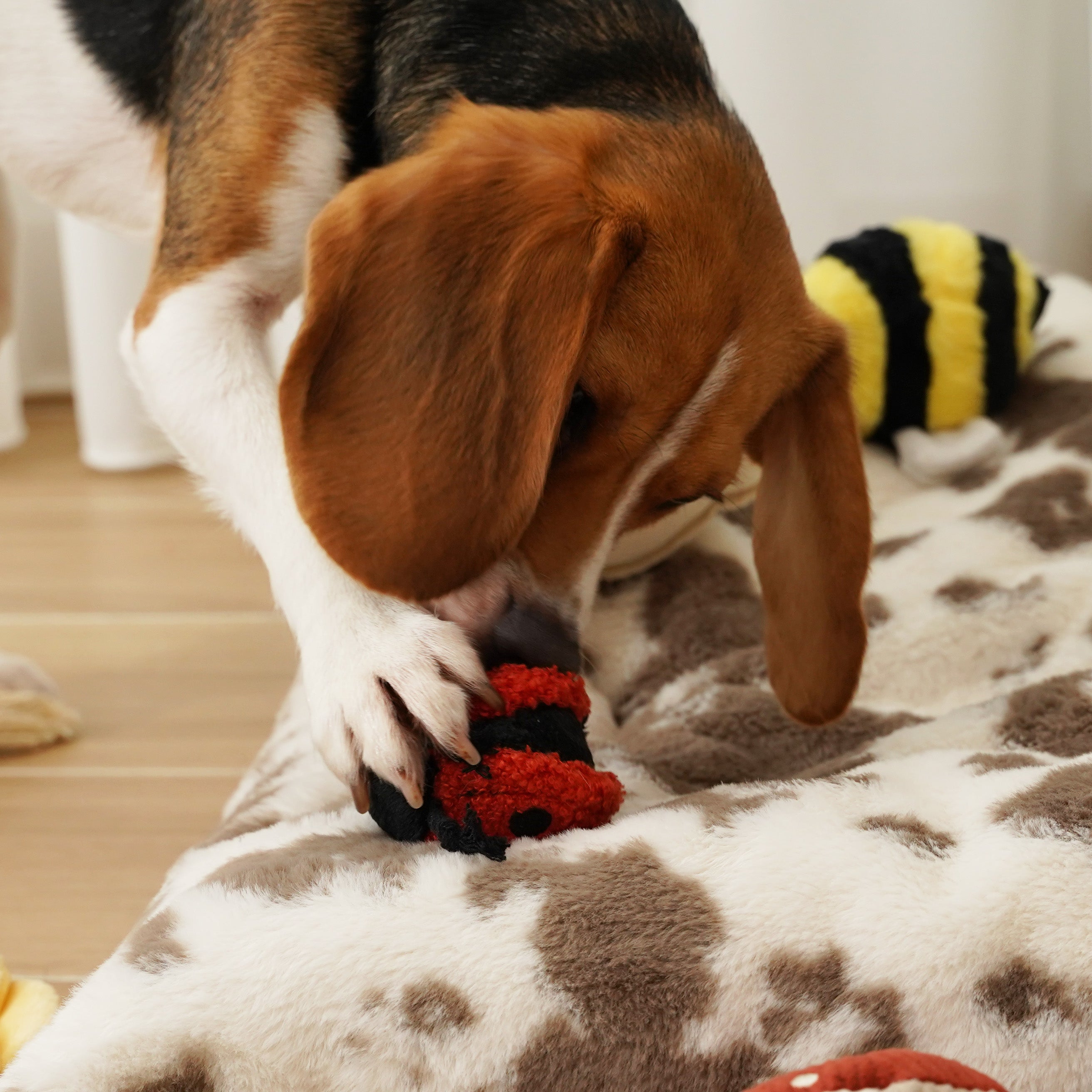 POP COCCINELLE