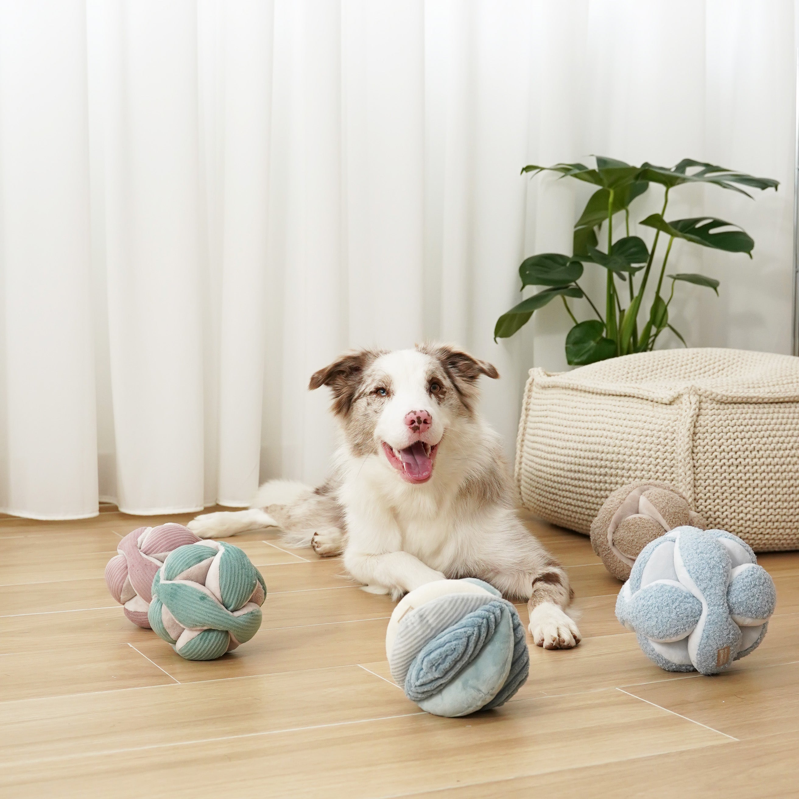 Border Collie relaxes on hardwood floor with pastel-colored, textured dog toys. 
