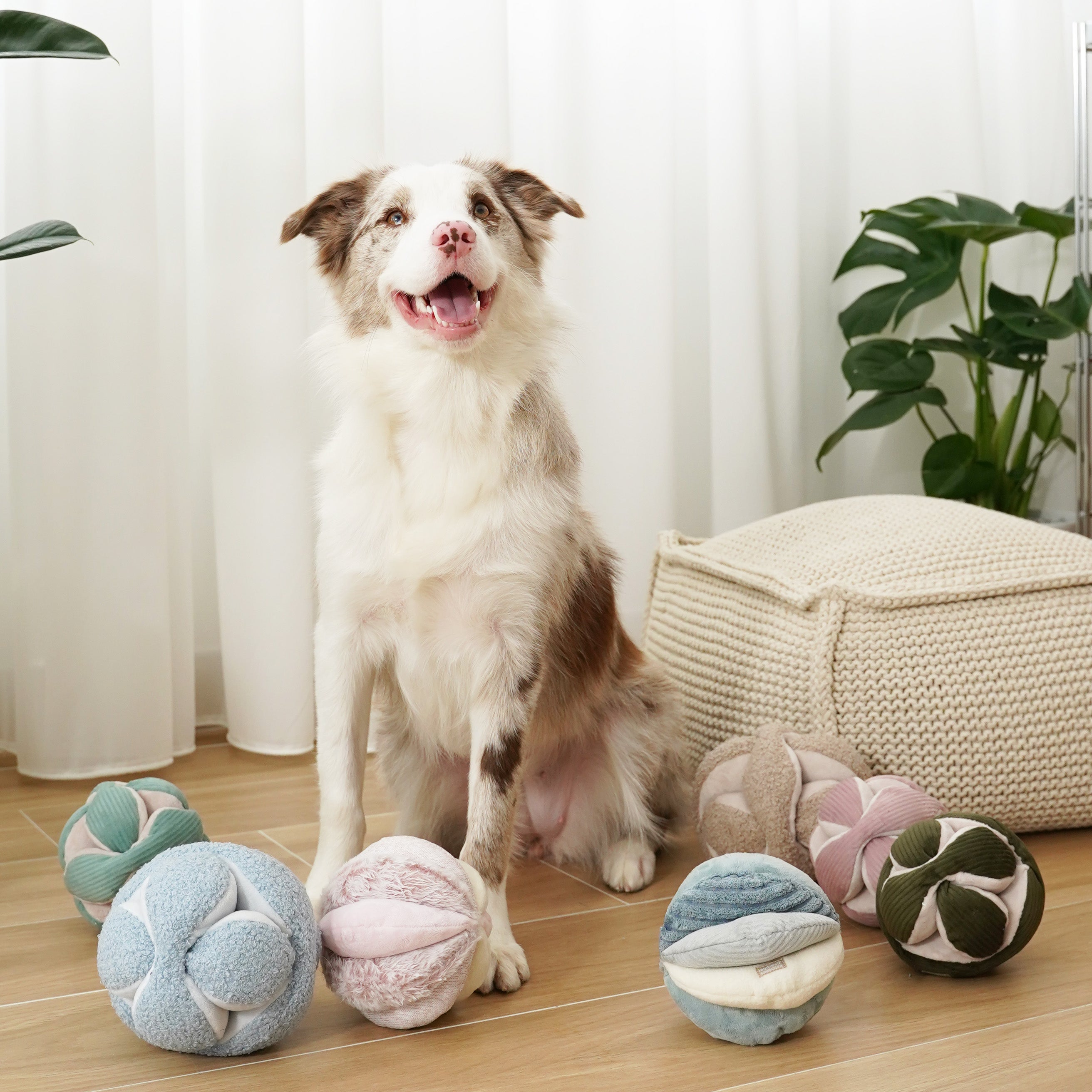 A happy Border Collie sits surrounded by plush, textured dog toys in various colors. 
