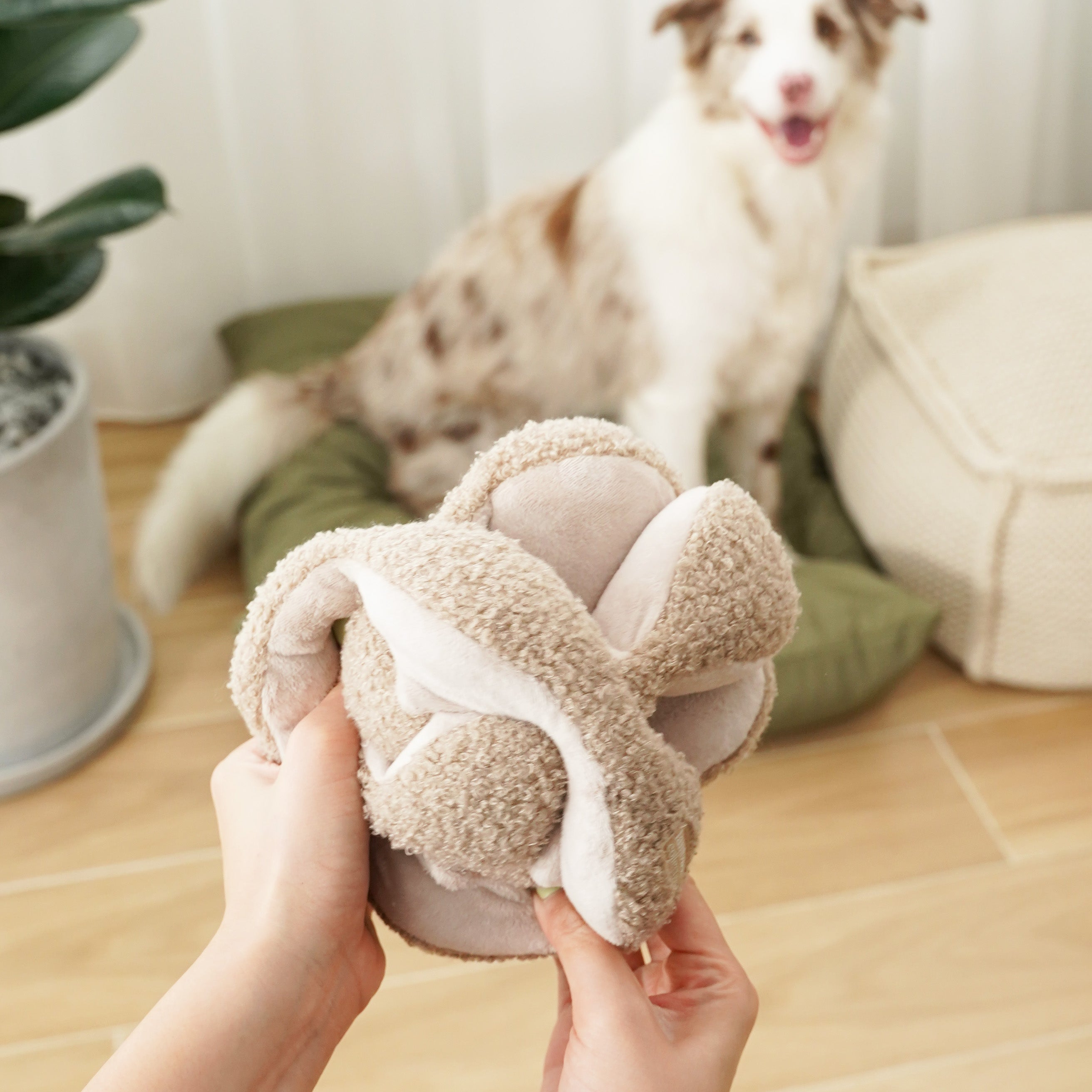 Two hands hold a knotted, beige plush dog toy. A happy Australian Shepherd dog is blurred in the background. 
