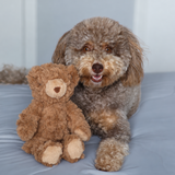 Teddy