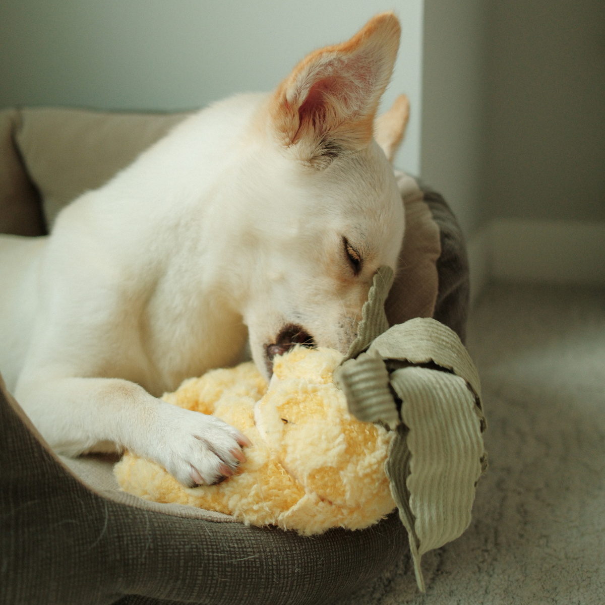 PINEAPPLE POP - Lambwolf Collective