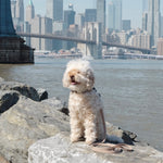 APEX - Lambwolf Collective