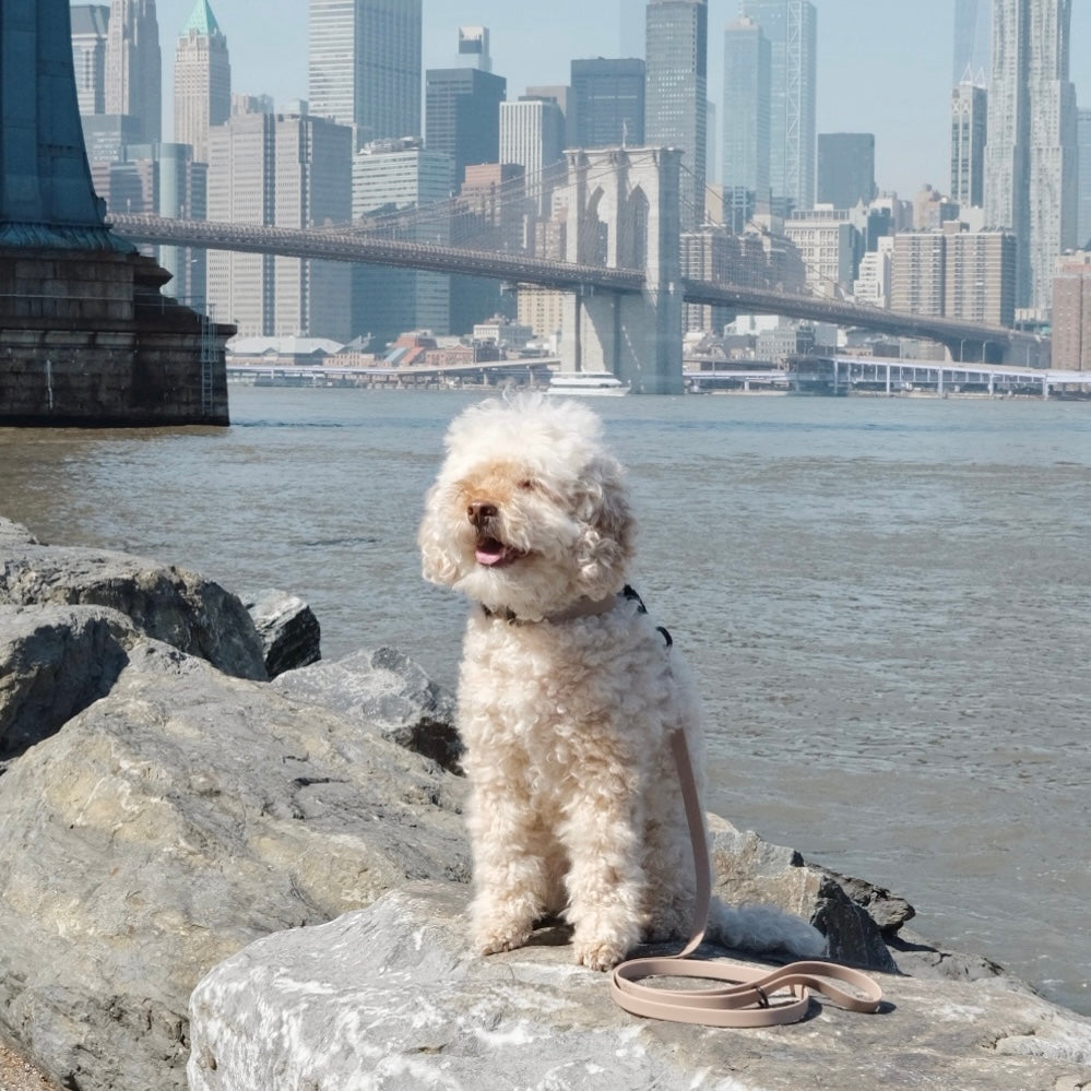 Fluffy white dog sits on rocks by the East River with the Brooklyn Bridge and New York City skyline in the background. 
