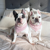 Blush Picnic Dog Bandana