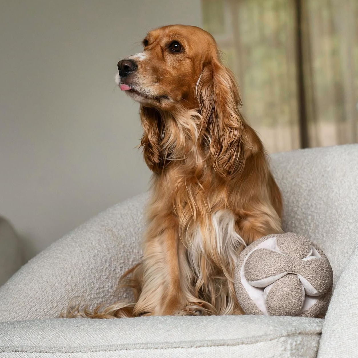 Golden Cocker Spaniel sits attentively on a cream couch with its tongue out, beside a knotted dog toy. 
